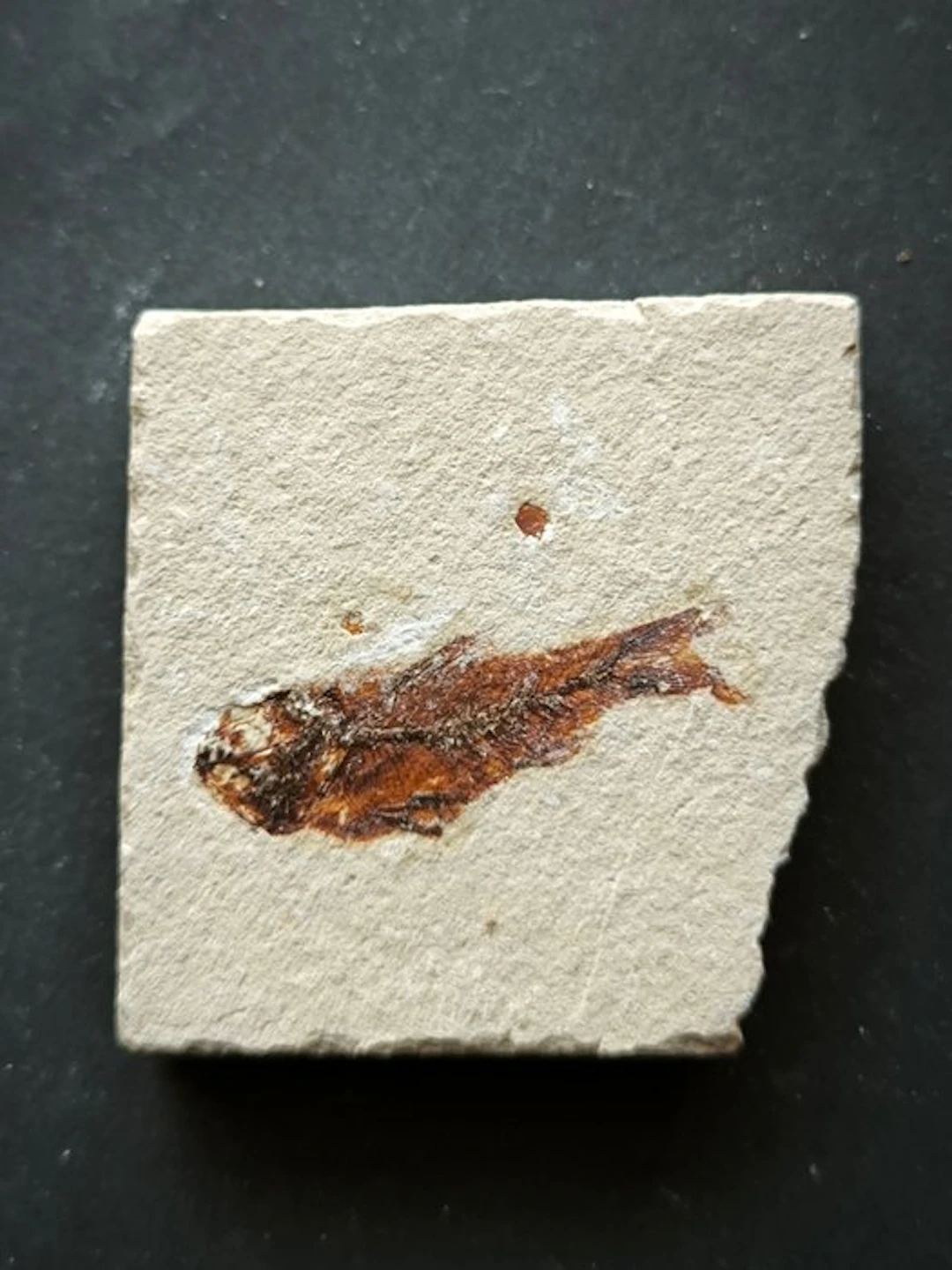 Fossilised animal - Armigatus Brevissimus circondato di resti fossili