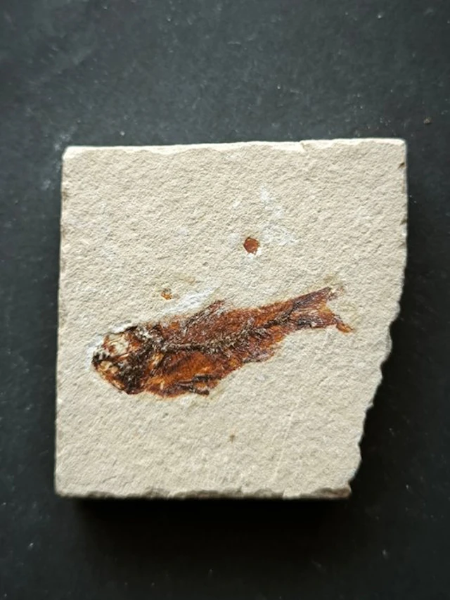 Fossilised animal - Armigatus Brevissimus circondato di resti fossili
