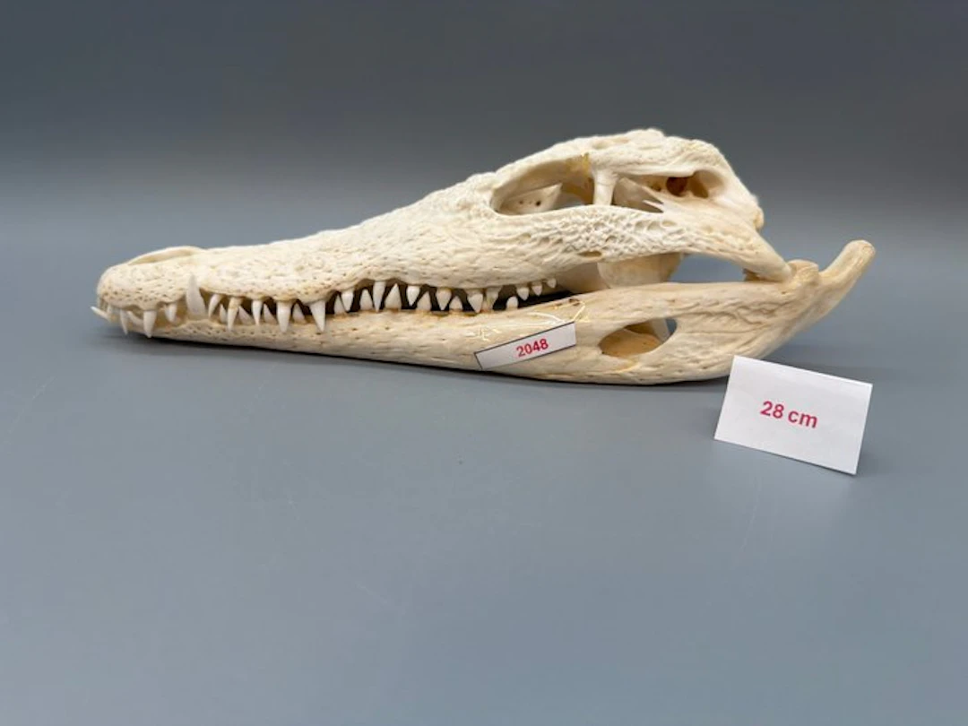 Nile Crocodile Reptile skull - Crocodylus niloticus - 8...