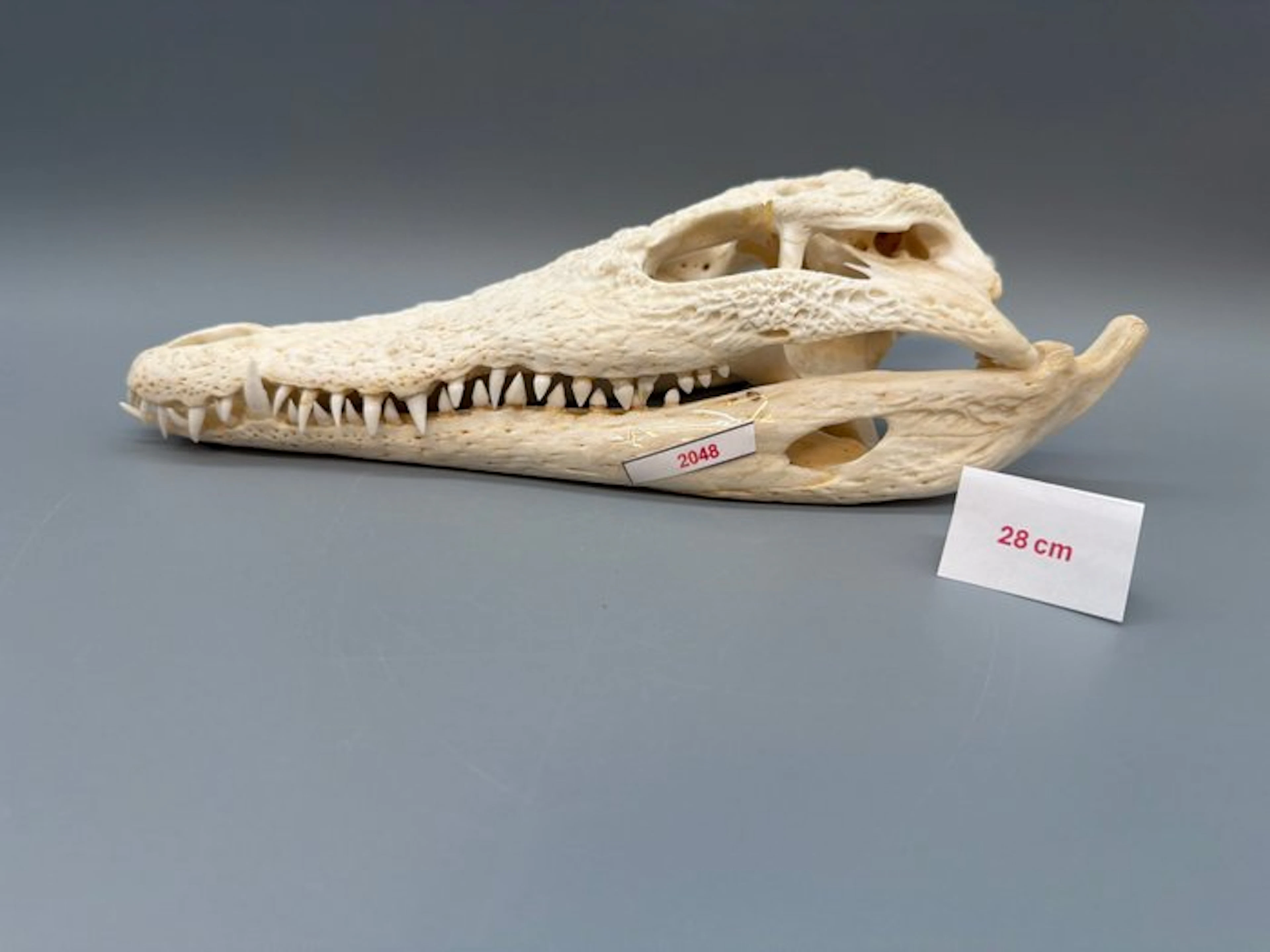 Nile Crocodile Reptile skull - Crocodylus niloticus - 8...