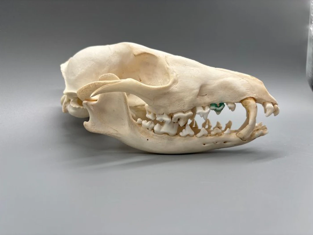 Black-backed Jackal Skull - Lupulelella mesomelas - 9 cm...