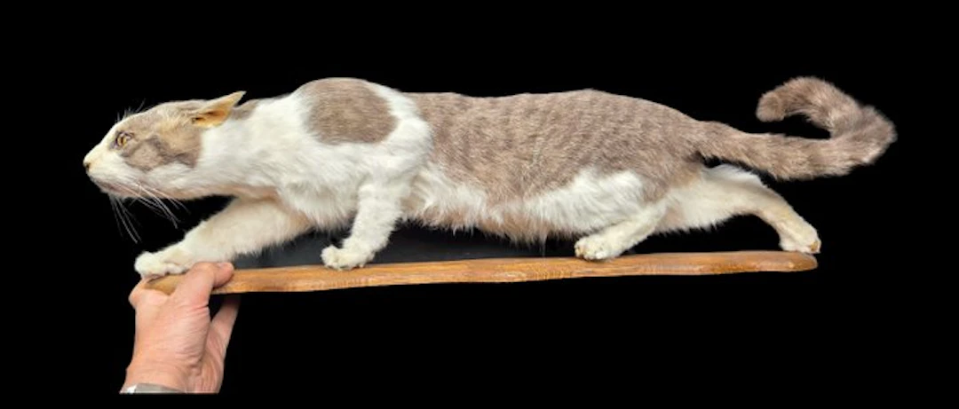 Very nice taxidermy work of a domestic cat Taxidermy full...