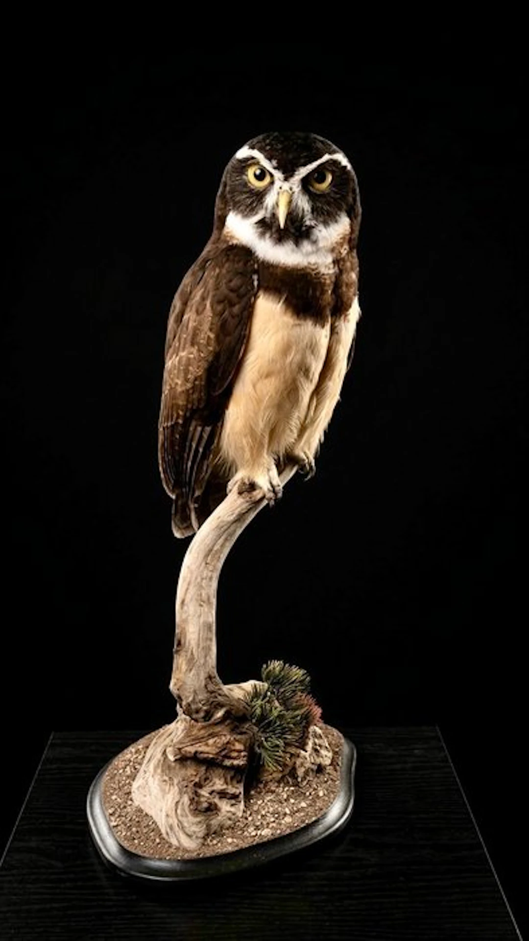 Spectacled Owl Taxidermy Taxidermy full body mount...