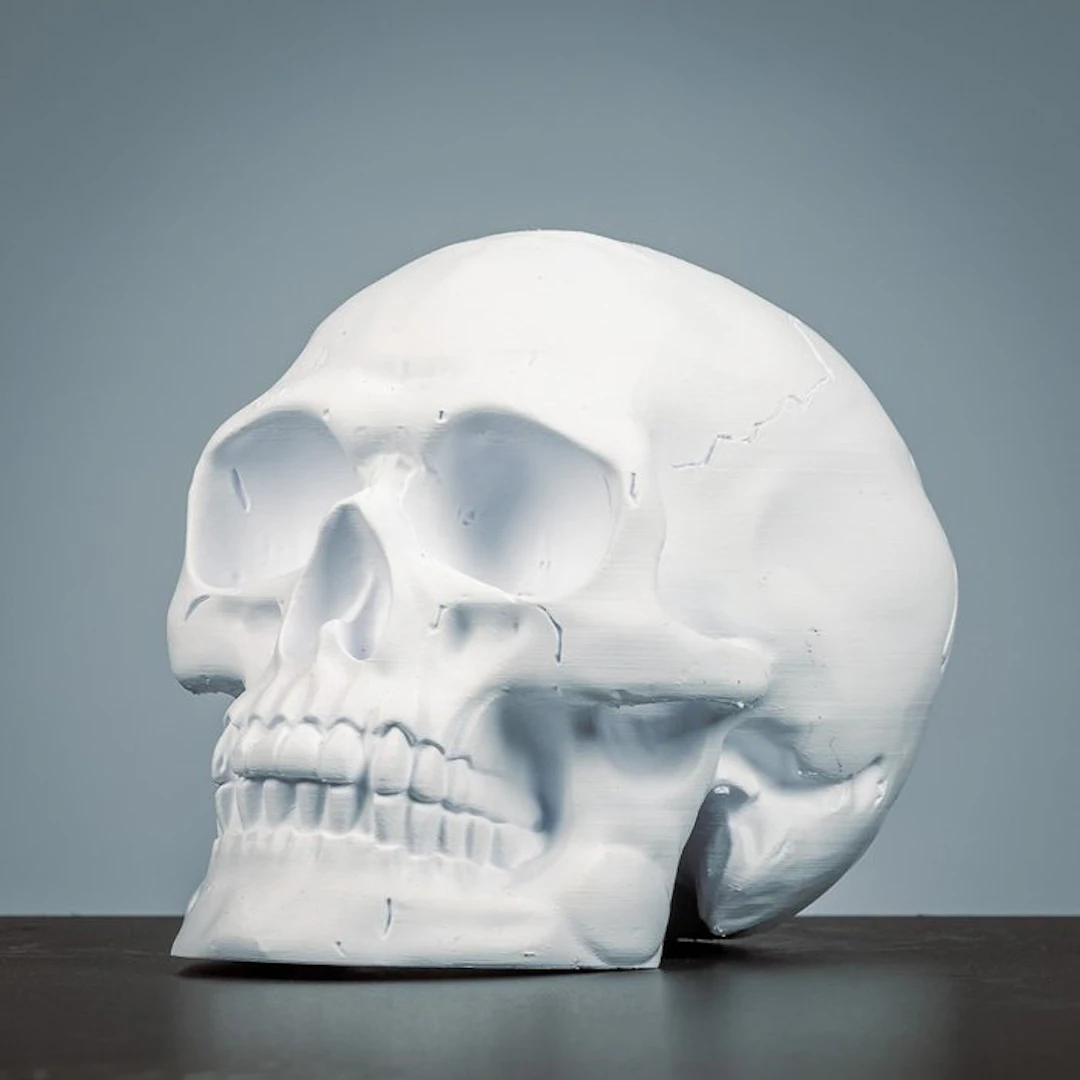Sculpture, Beenkleurige schedel - 260 mm - Resin - 2022