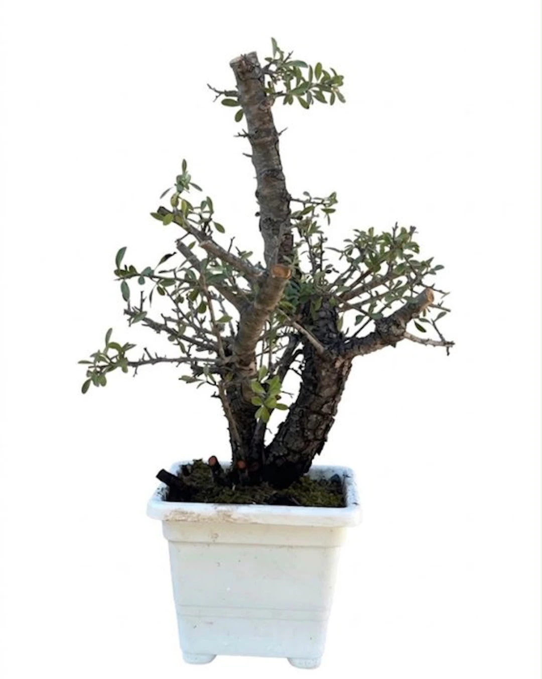 Firethorn Bonsai (Pyracantha) - Height (Tree): 38 cm...