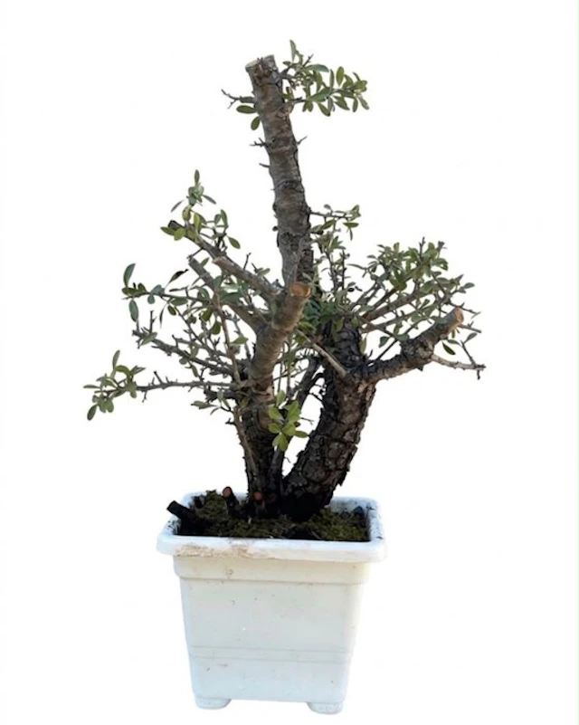 Firethorn Bonsai (Pyracantha) - Height (Tree): 38 cm...