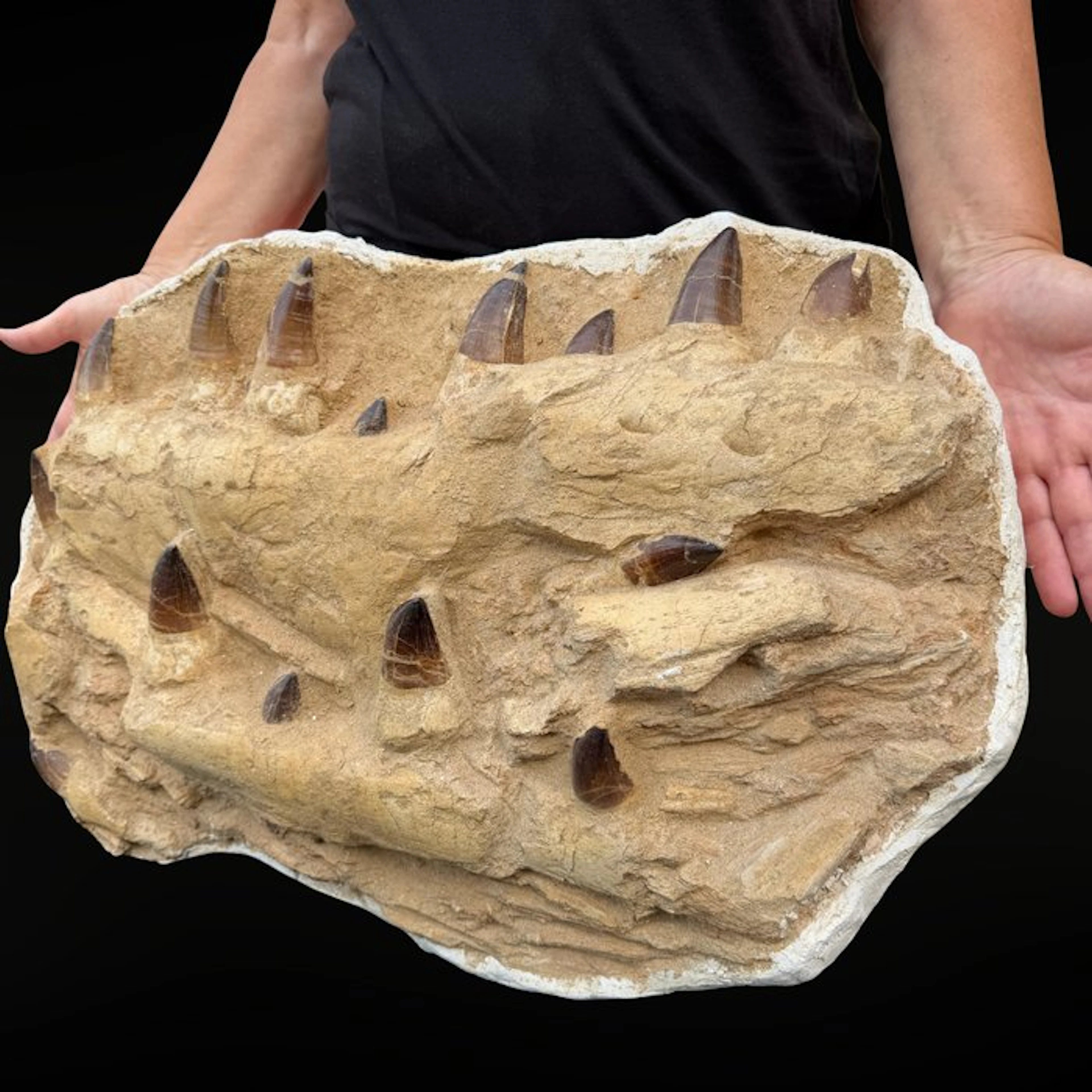 Spectacular Mosasaur Jaw Curry Prognathodon – Authentic...
