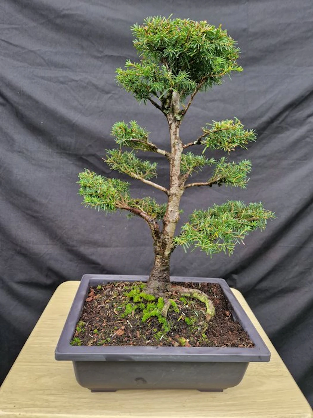 Western American spruce. - Height (Tree): 45 cm - Depth (Tree): 32 cm - Canada
