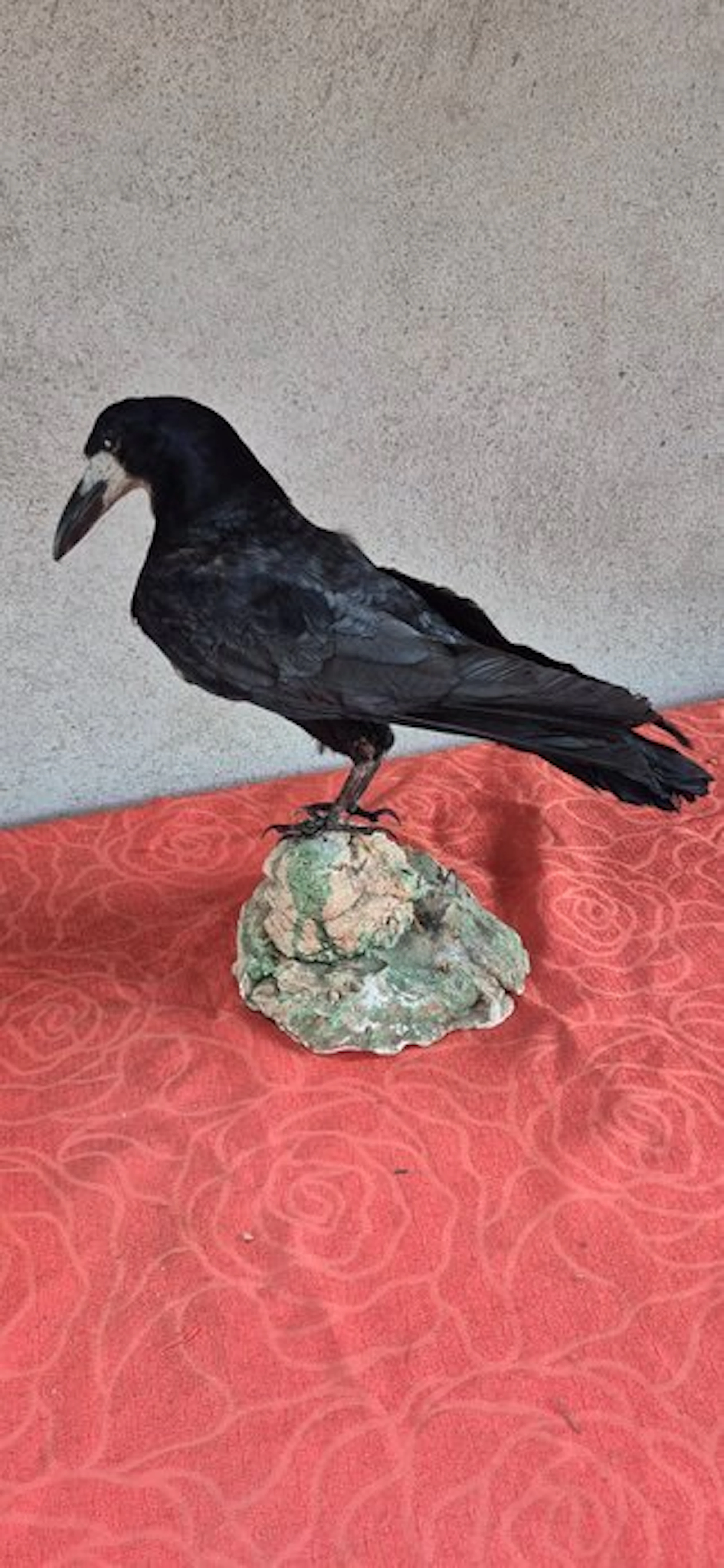 Roek Taxidermy wall mount - Corvus frugilegus - volwassen...
