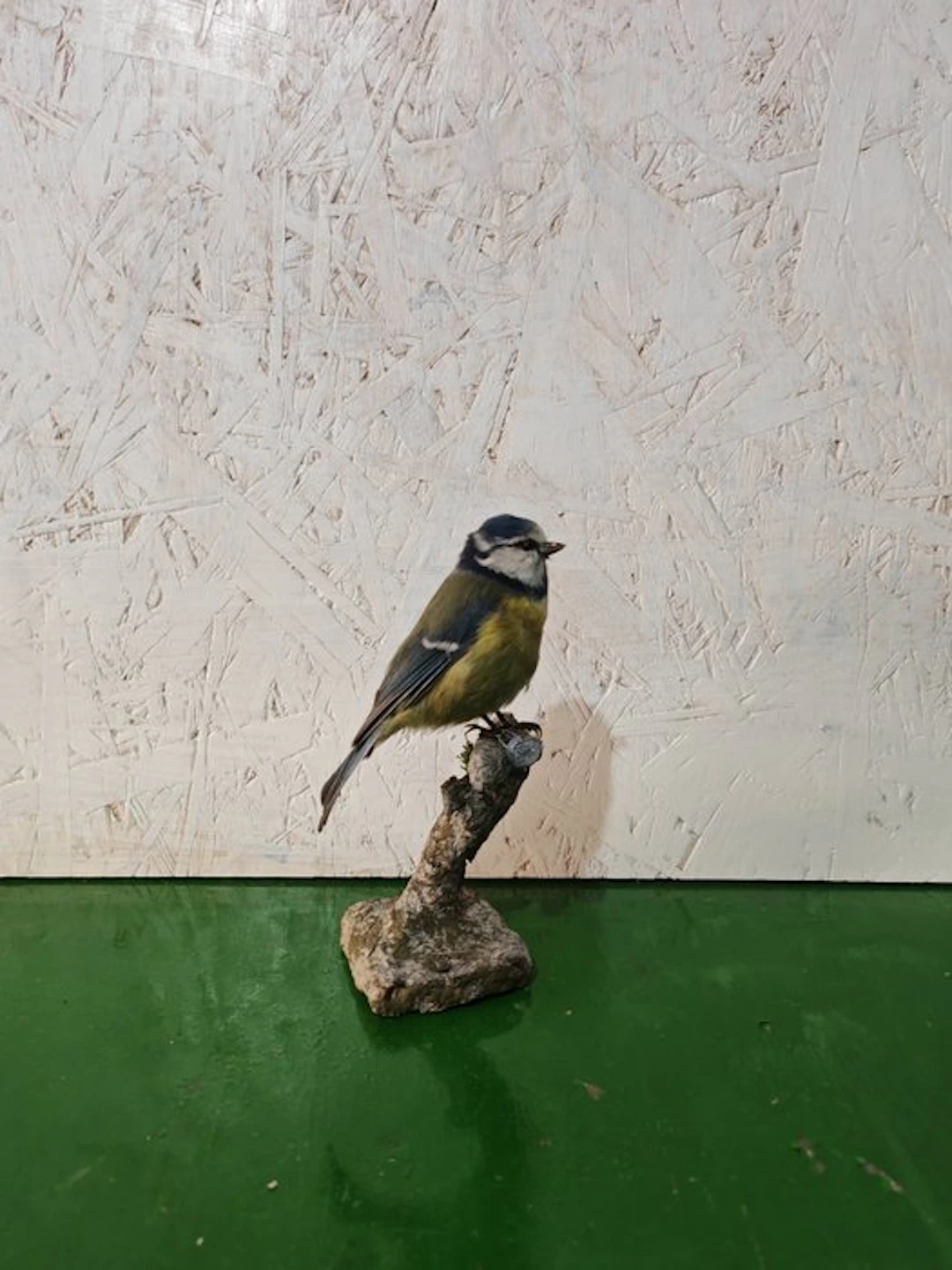 Cinciarella Taxidermy full body mount - Cyanistes...