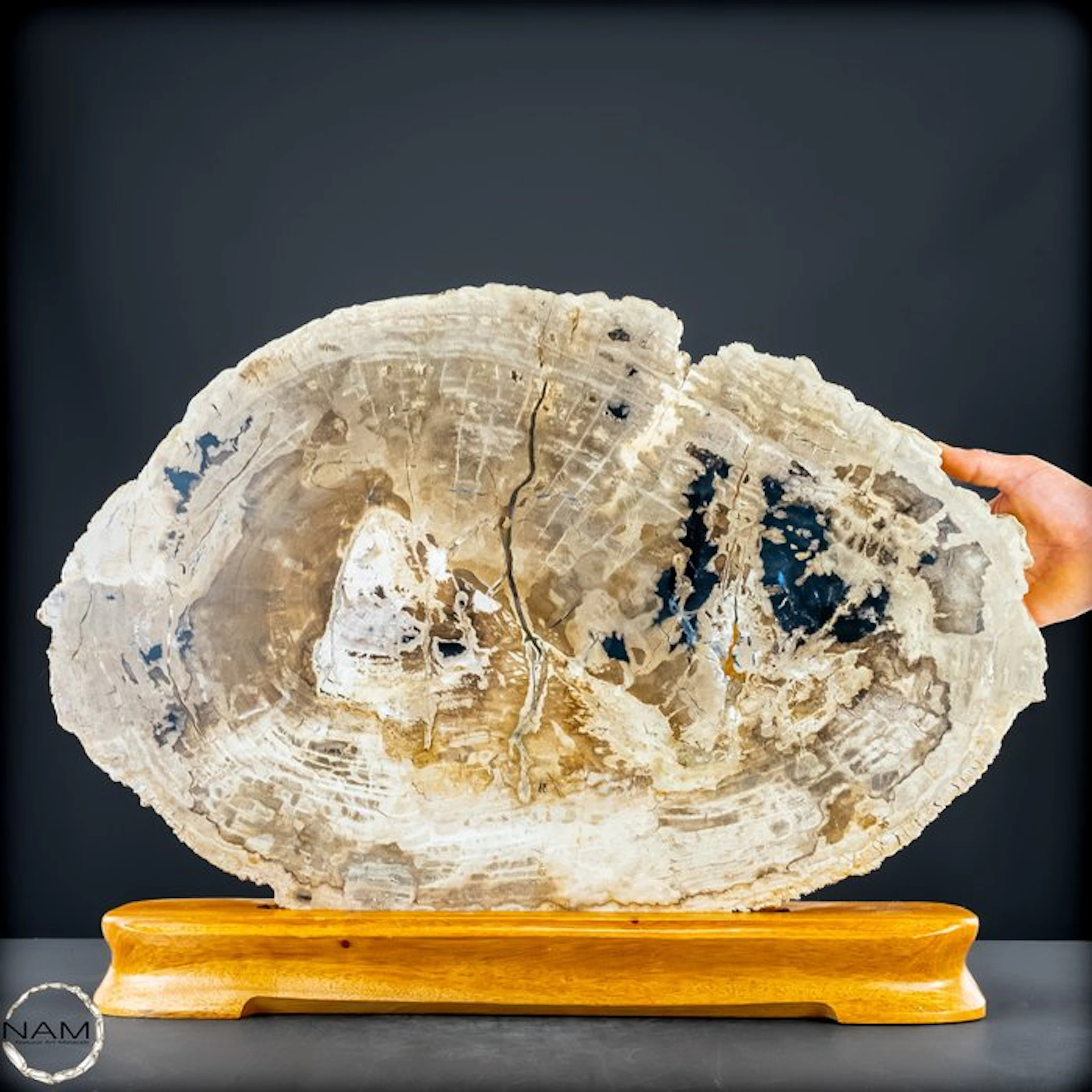 Natural petrified wood slab from Arizona (USA) – 220...