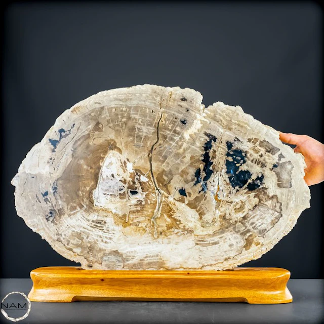 Natural petrified wood slab from Arizona (USA) – 220...