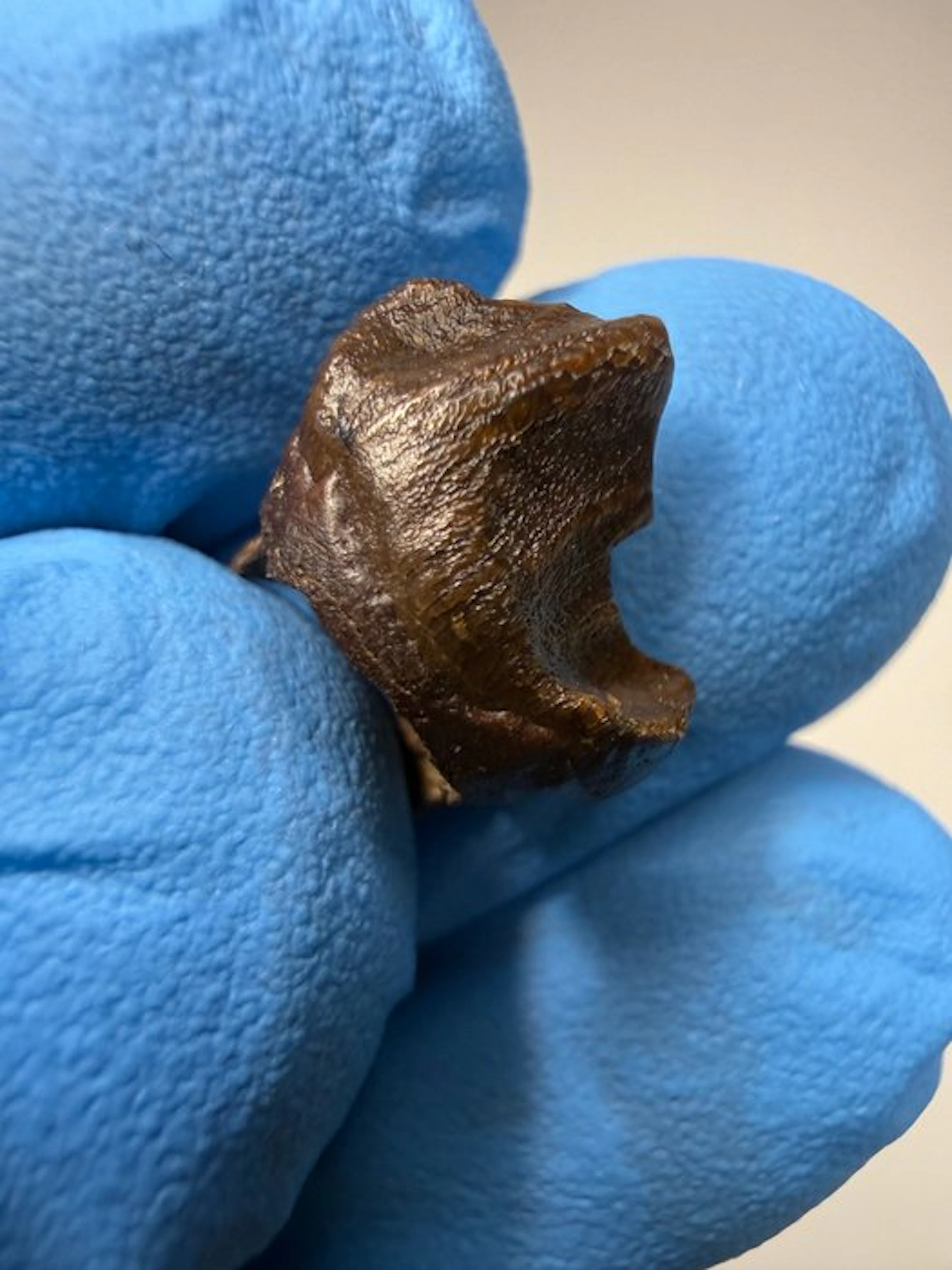 Dinosaur - Fossil tooth - Leptoceratops Gracilis