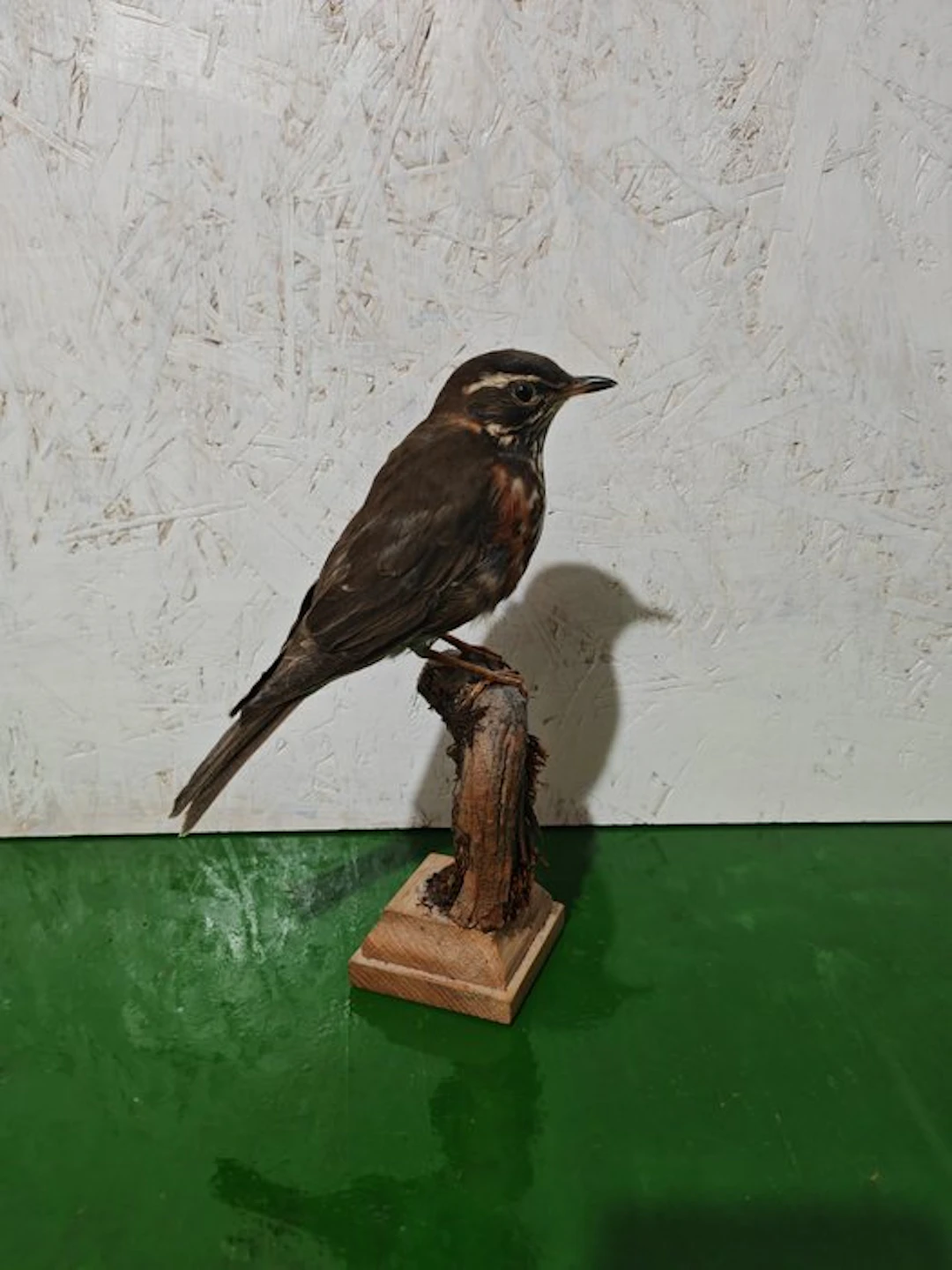 Song Thrush Taxidermy full body mount - Turdus iliacus...
