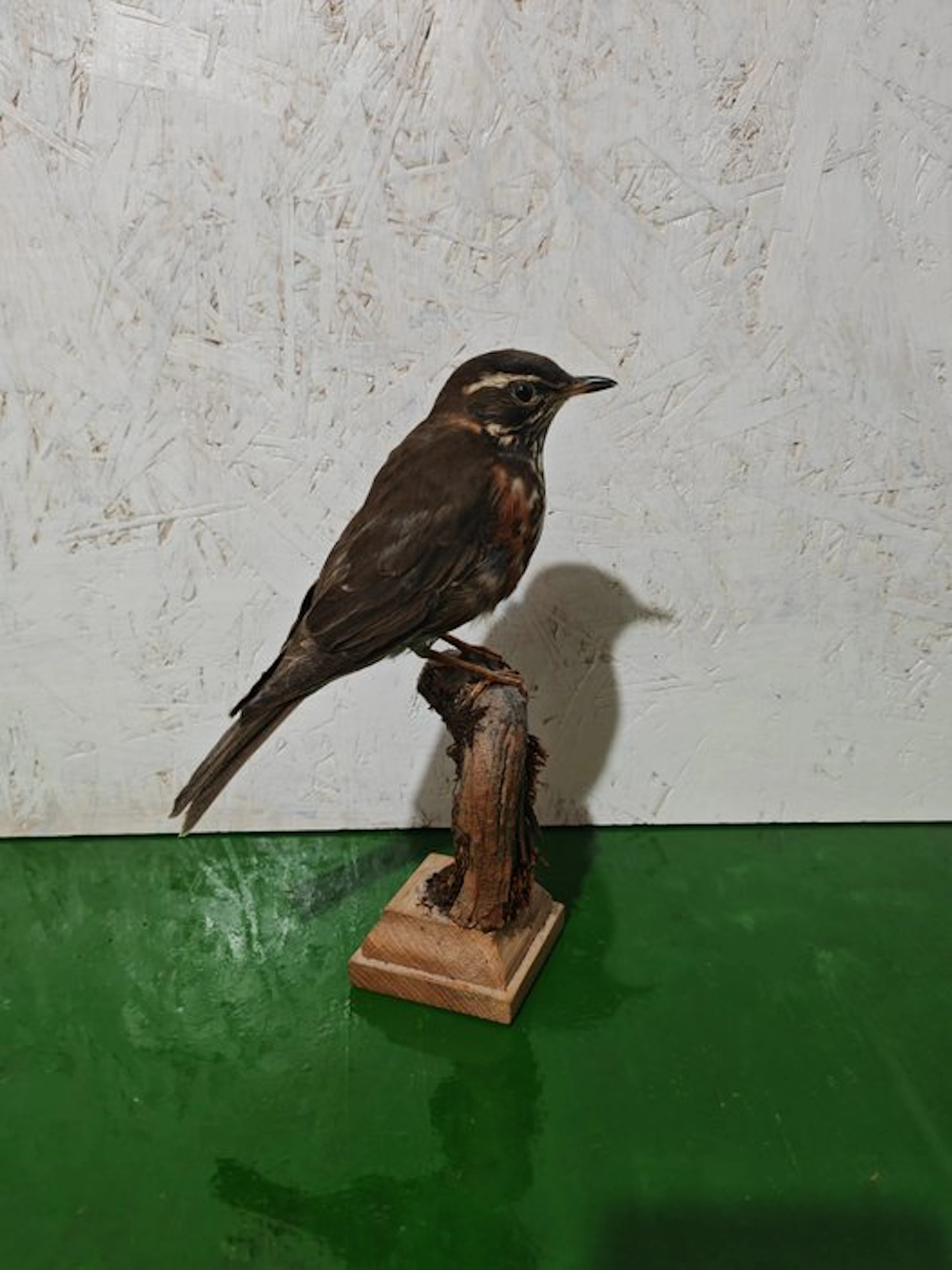 Song Thrush Taxidermy full body mount - Turdus iliacus...