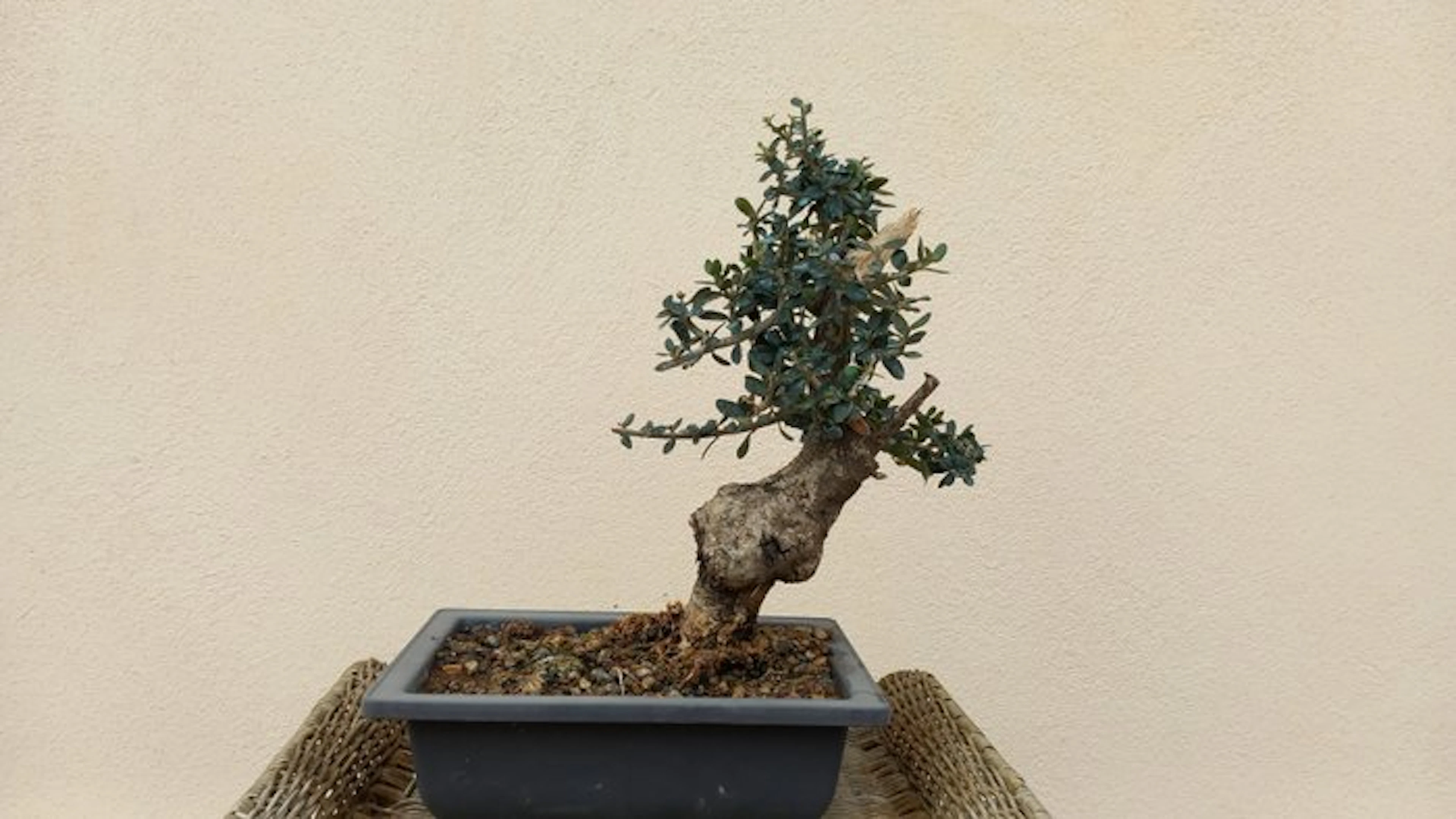 Olive bonsai (Olea europaea) - Height (Tree): 29 cm...