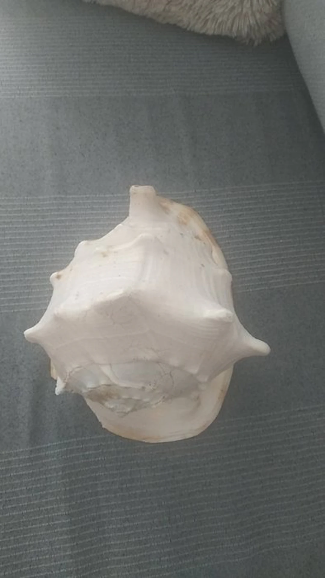 Gastropod Sea shell - CASSIS CORNUTA (No reserve price)