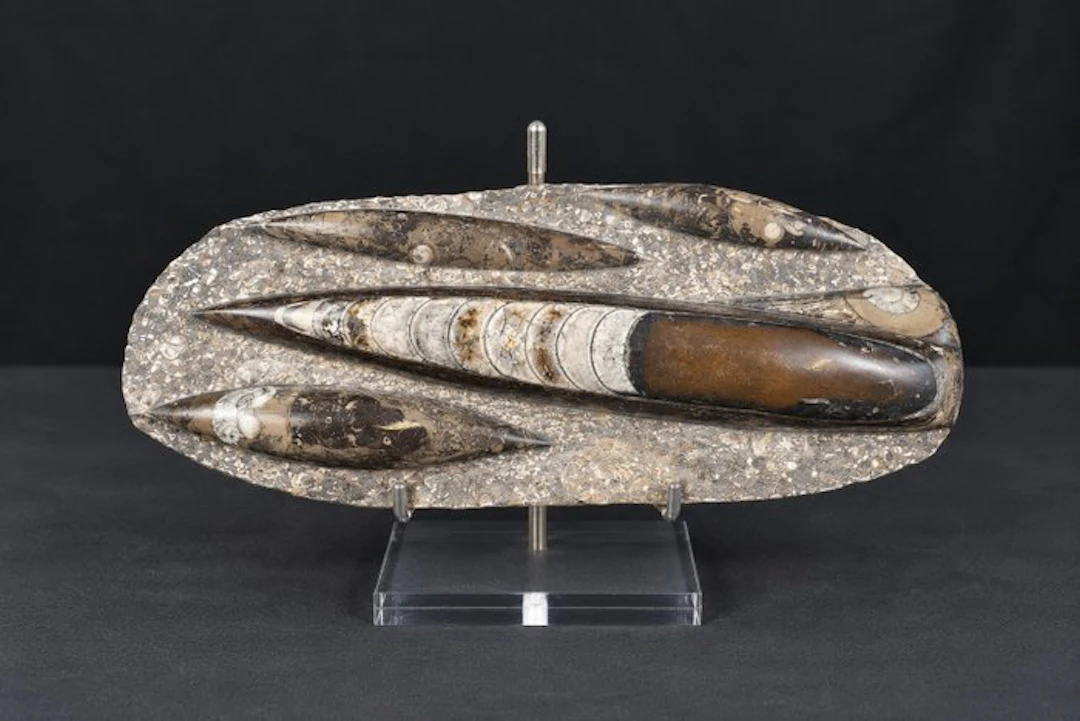 Orthoceras on display stand - Fossilised animal (No reserve price)