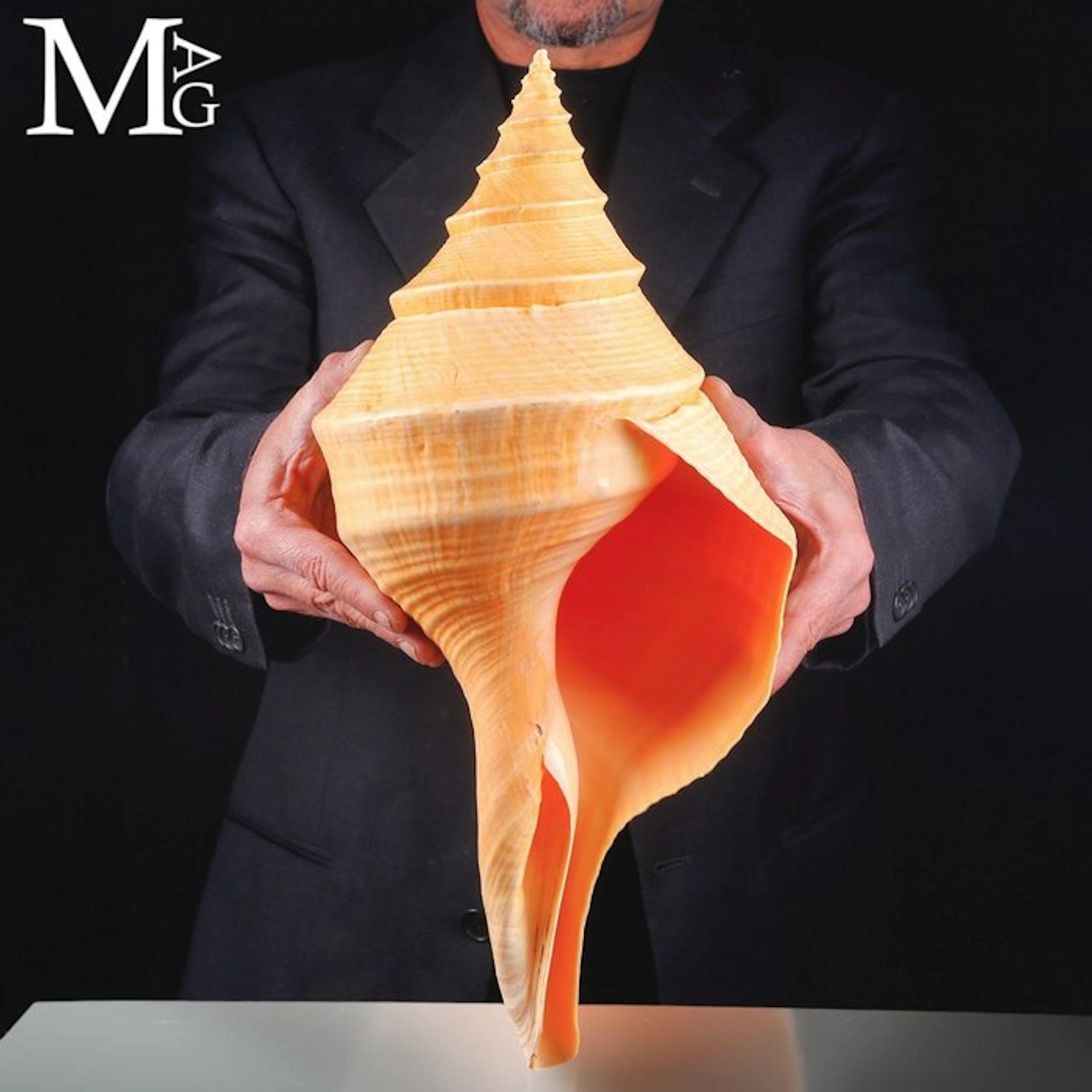 Extraordinary Large Syrinx Aruanus Shell - Magnificent...
