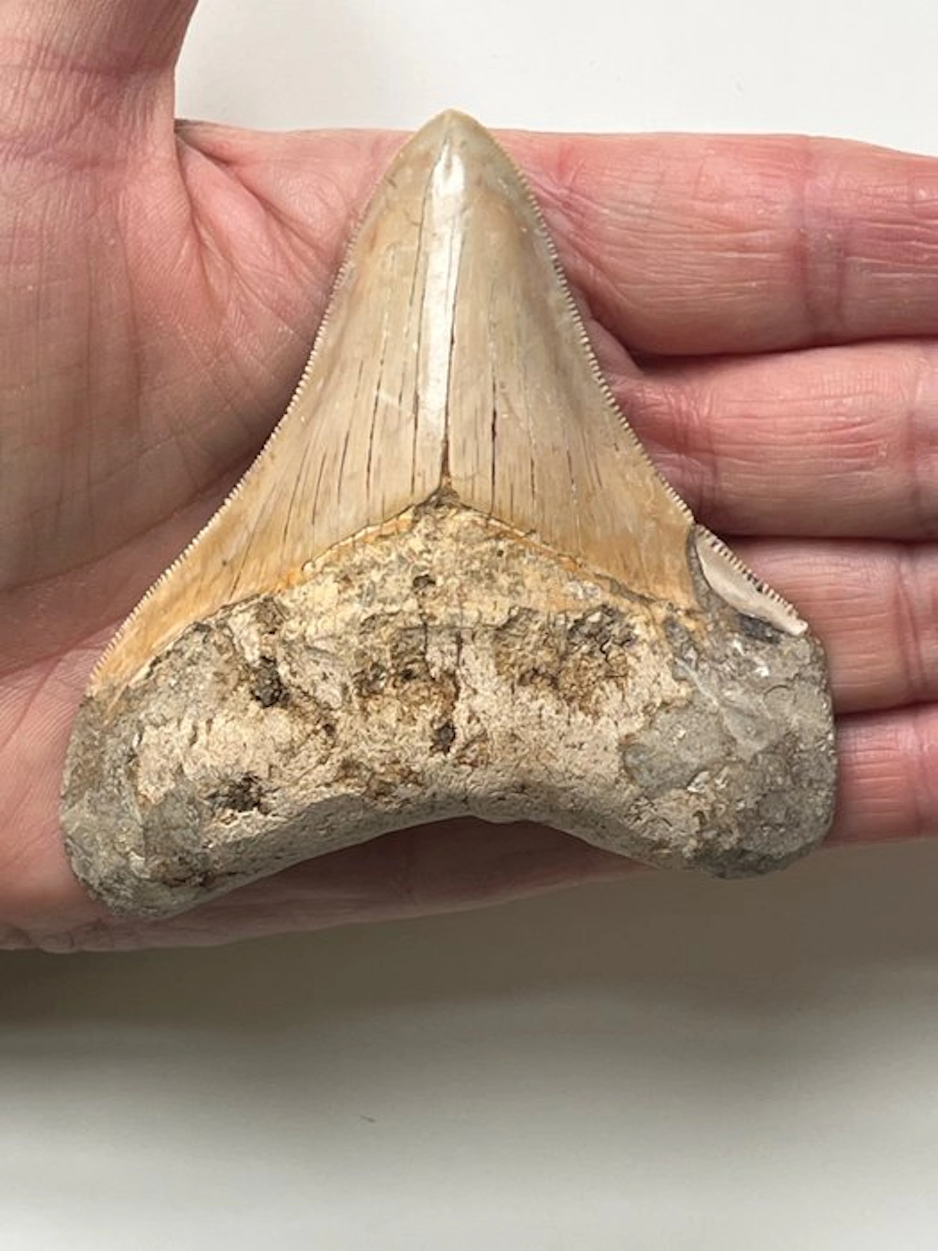 Megalodon tooth 9,0 cm - Fossil tooth - Carcharocles...