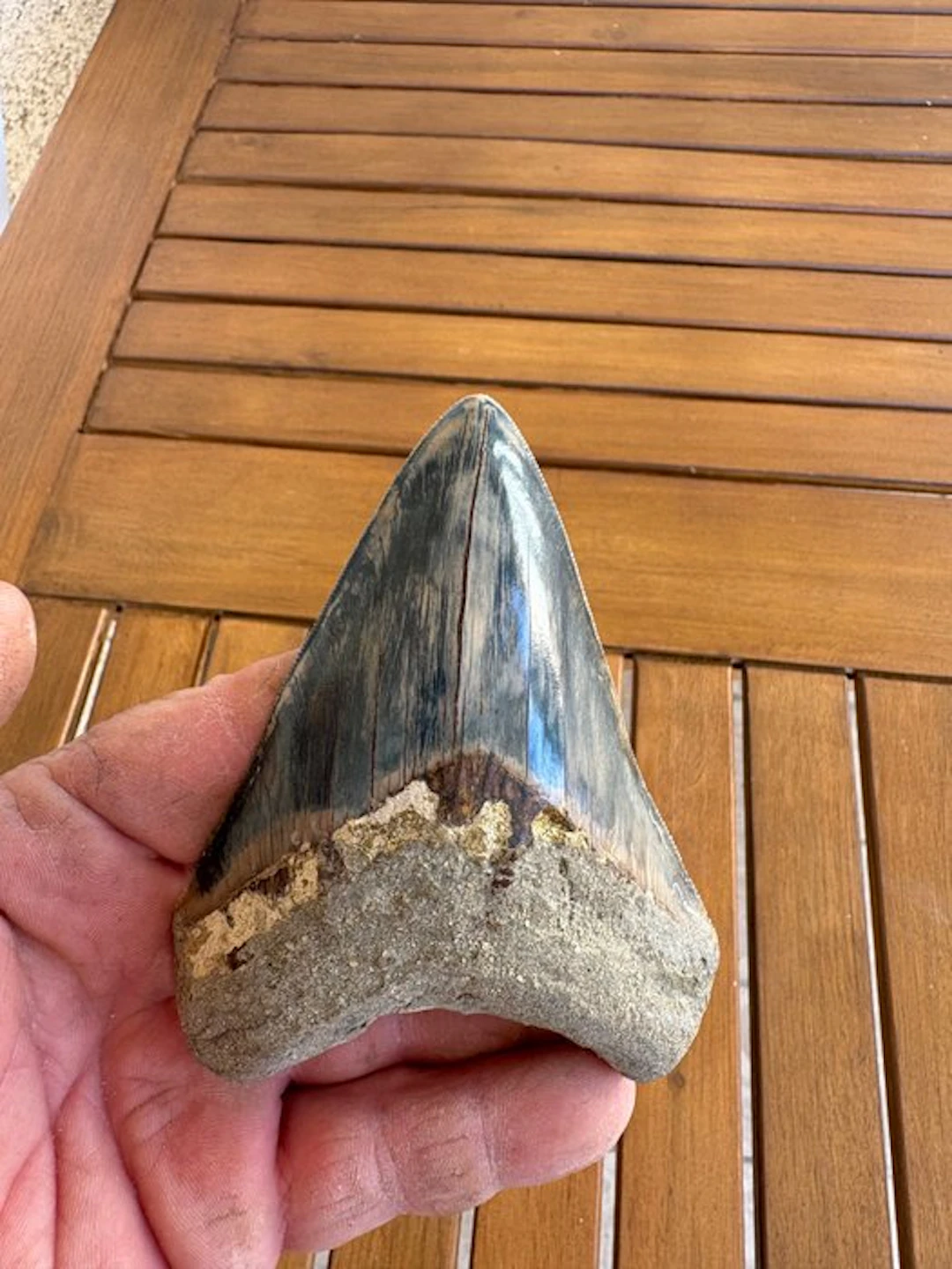Megalodon - Fossil tooth - 11.4 cm - 9 cm