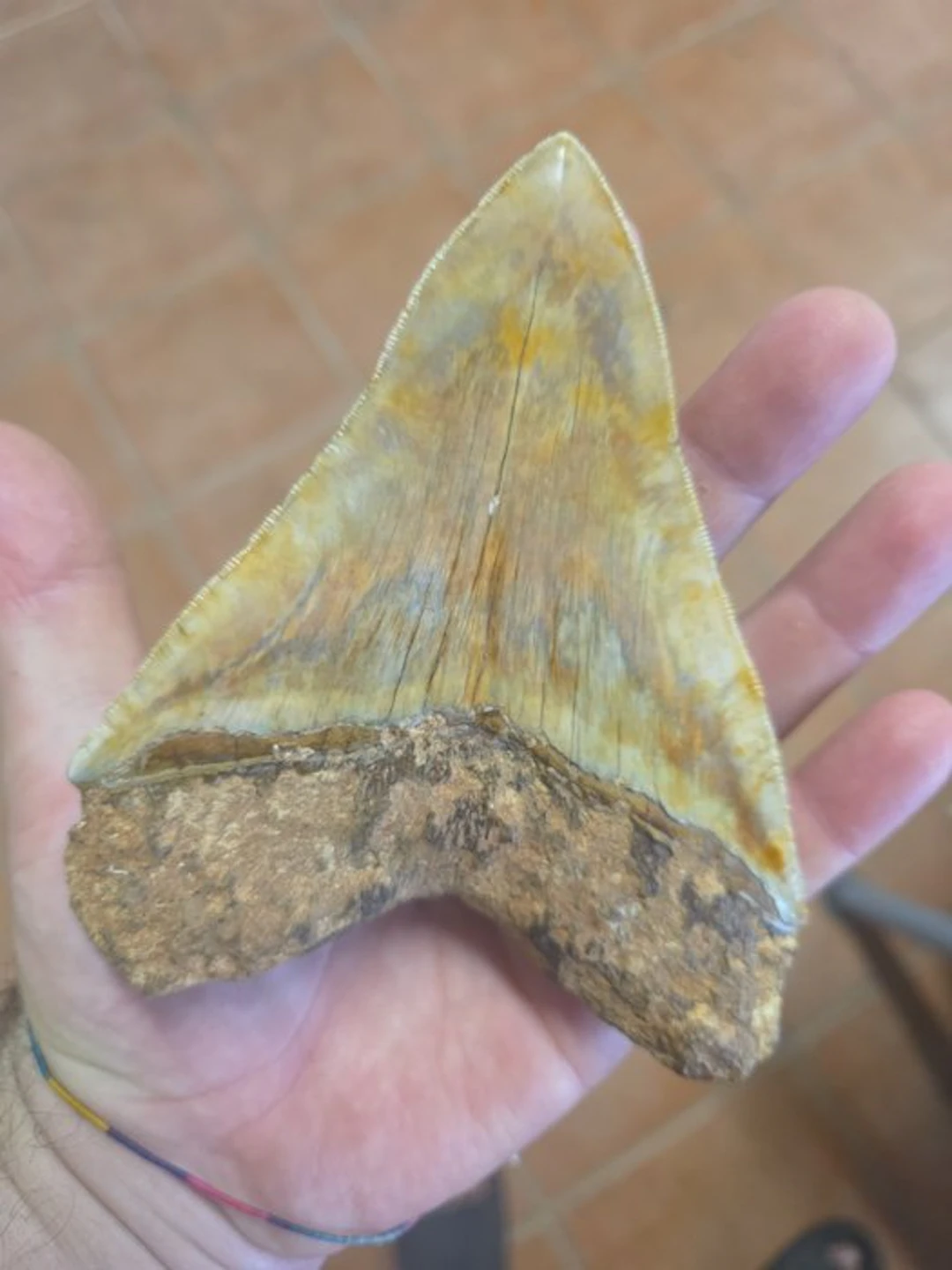 Fossil tooth - Megalodonte, Jakarta - Non Restaurato - 14 cm - 11 cm