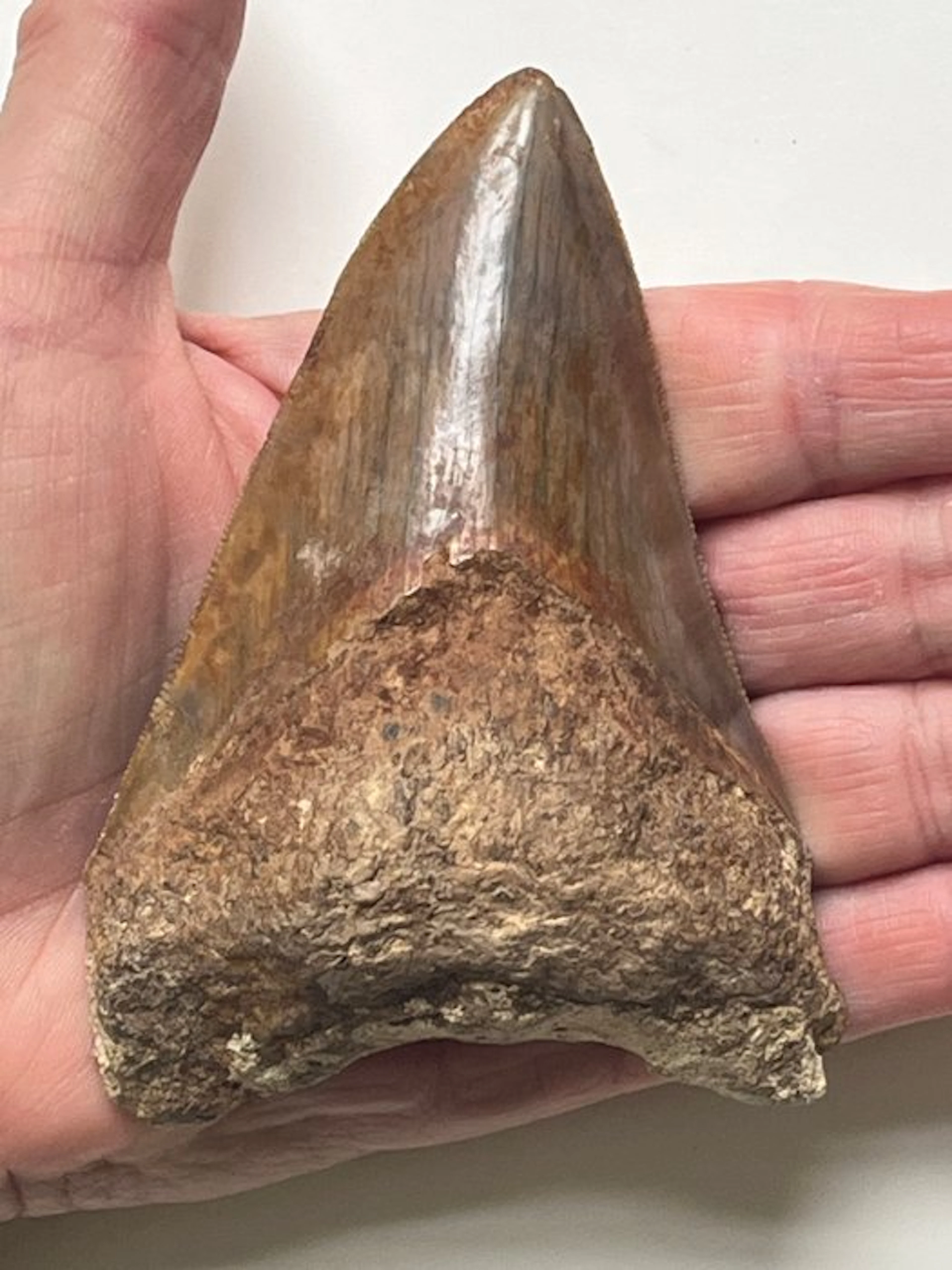 Megalodon tooth 10,9 cm - Fossil tooth - Carcharocles megalodon