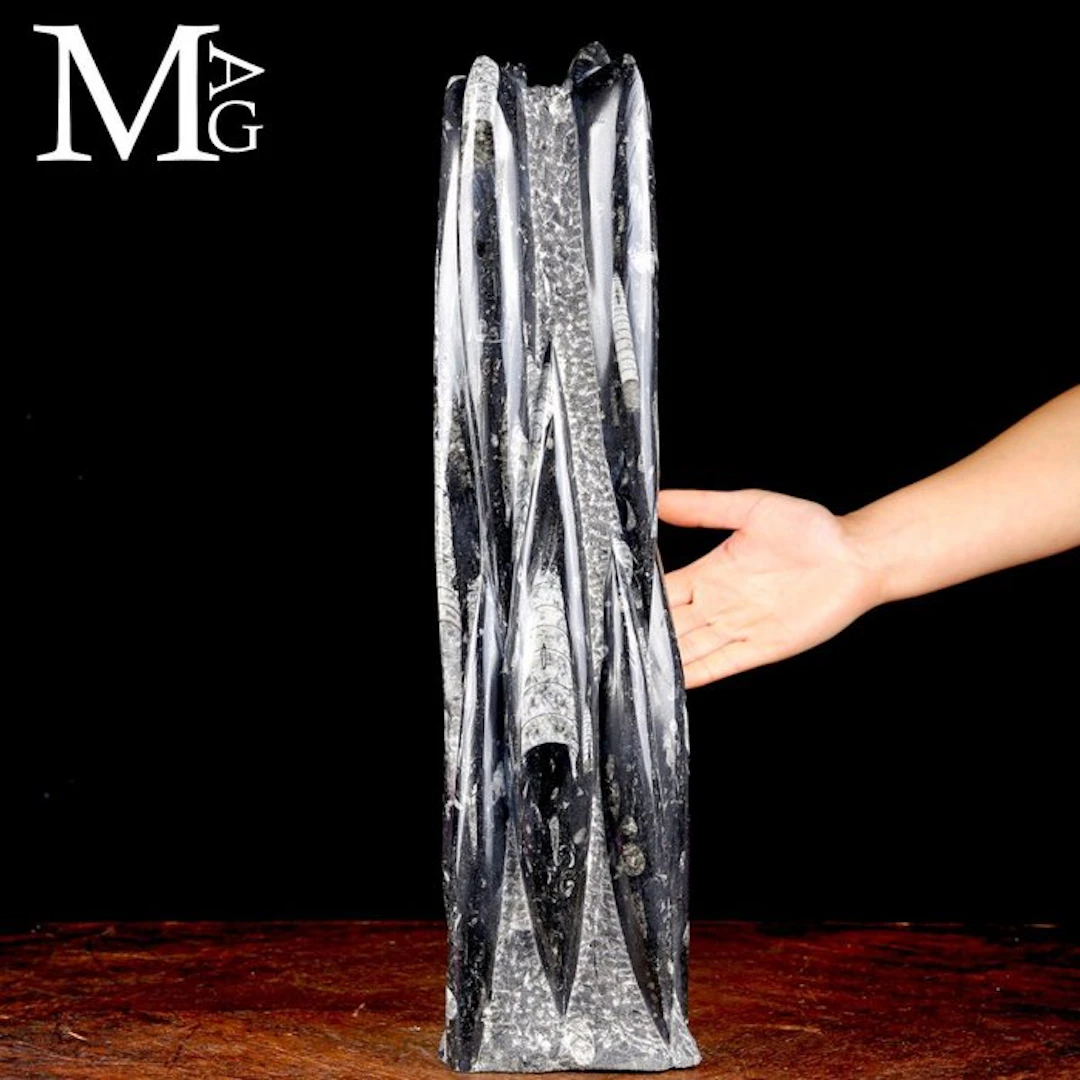 Polished Orthoceras Fossil Tower - Ancient Marine...