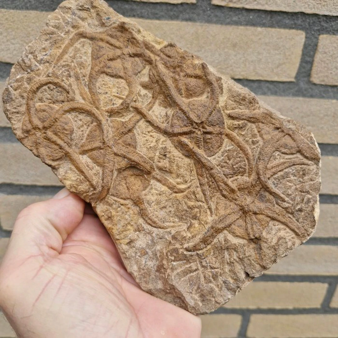 8 brittle stars - Fossil mortality plate - Ophiuroidea...