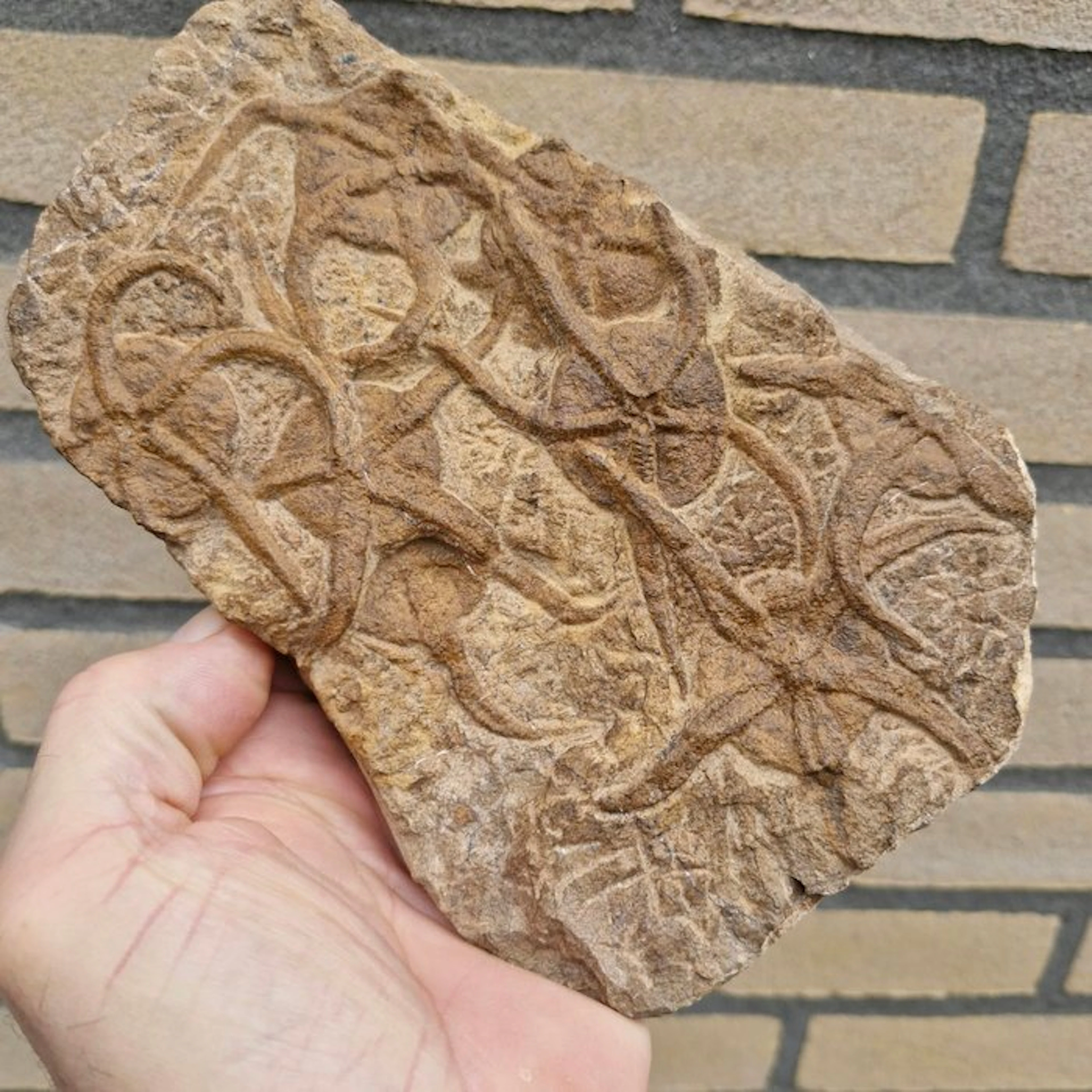 8 brittle stars - Fossil mortality plate - Ophiuroidea...