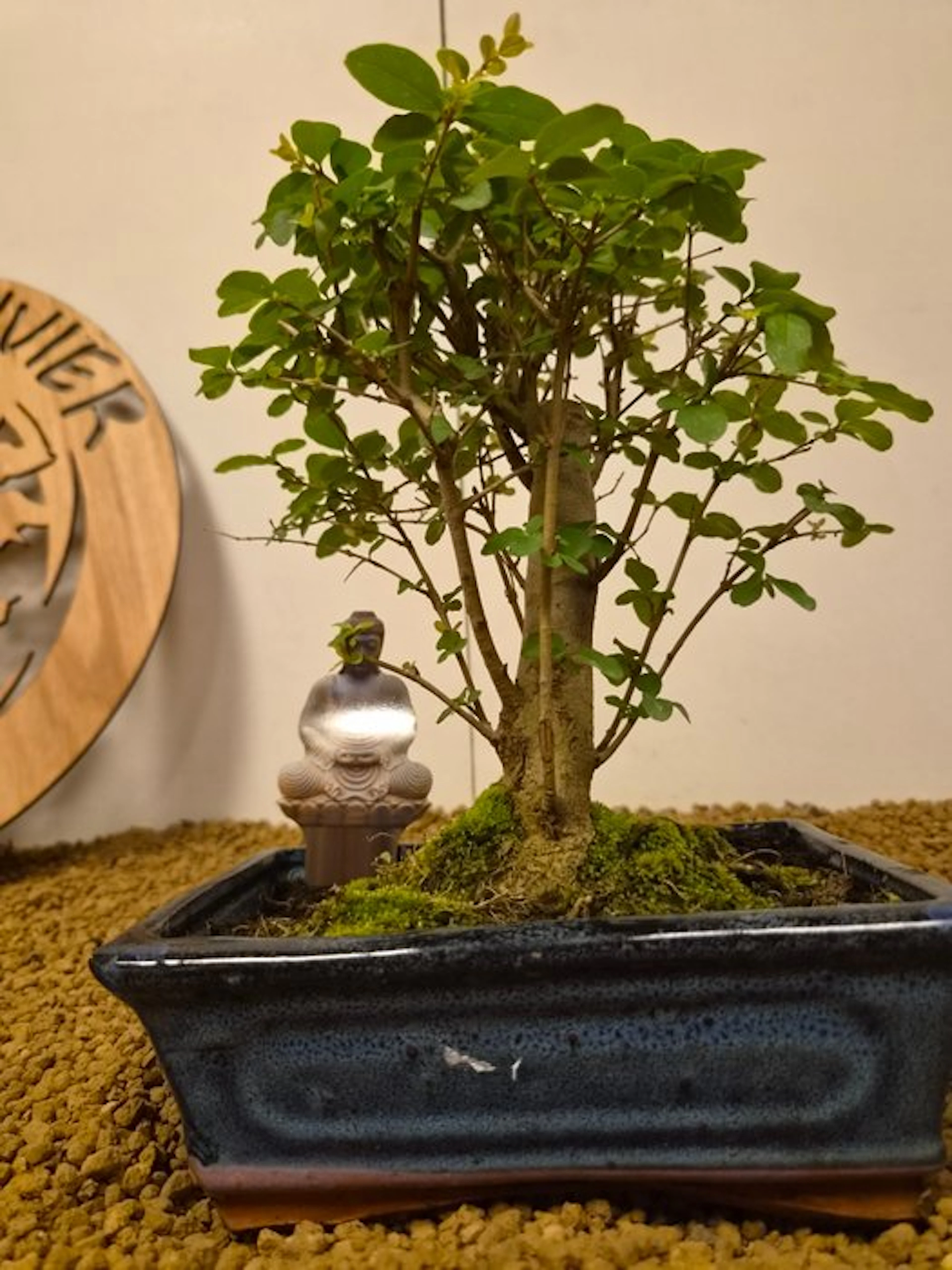 Privet bonsai (Ligustrum) - Height (Tree): 24 cm - Depth (Tree): 15