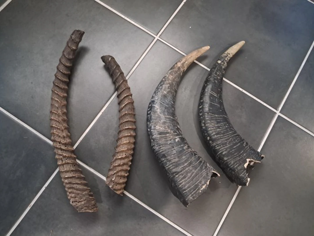 Water Buffalo Taxidermy full body mount - Kobus...