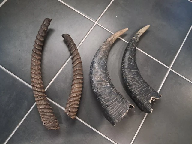 Water Buffalo Taxidermy full body mount - Kobus...