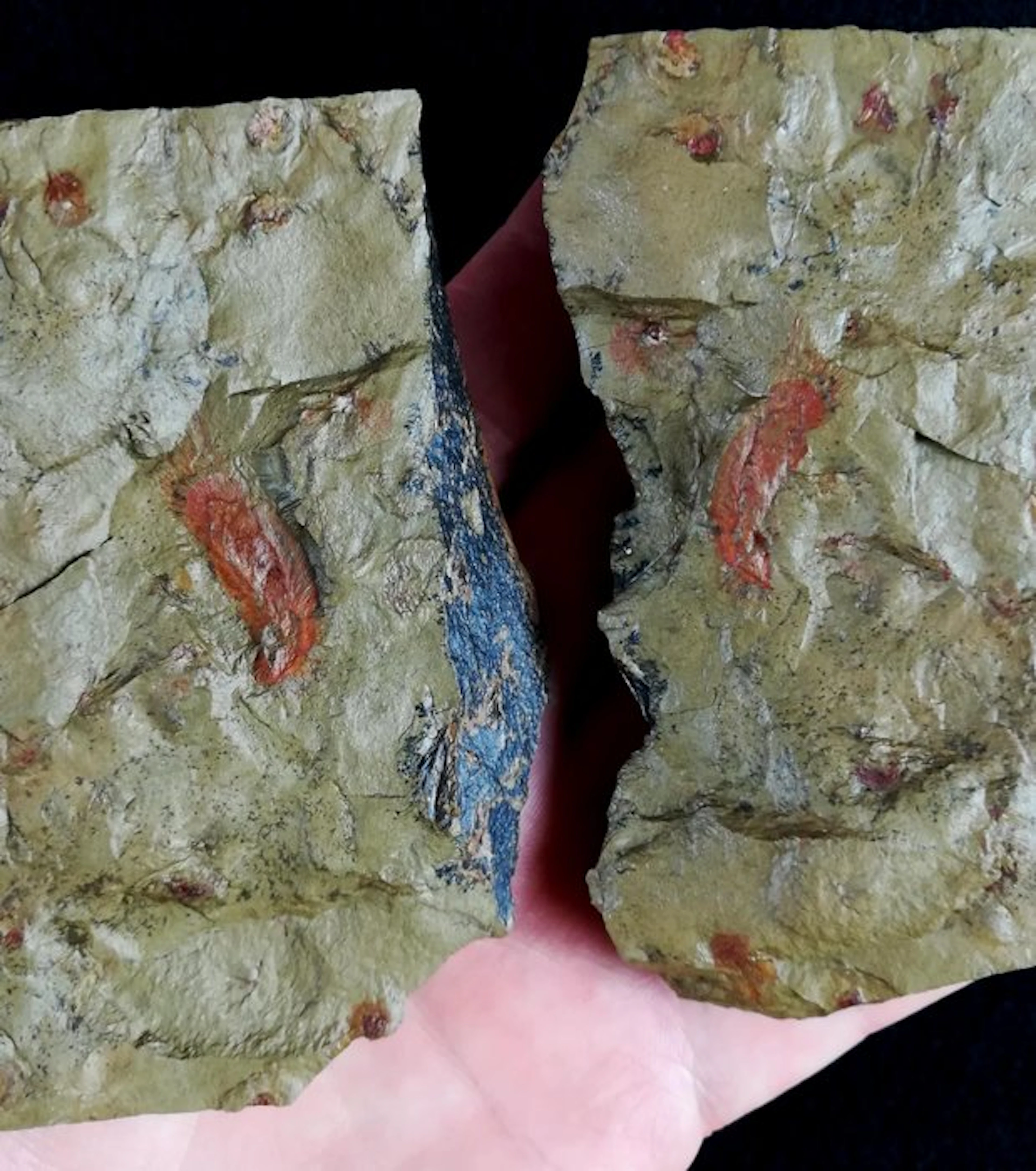 Primitive sponge!!! - Pirania + Conularia + Bivalves...