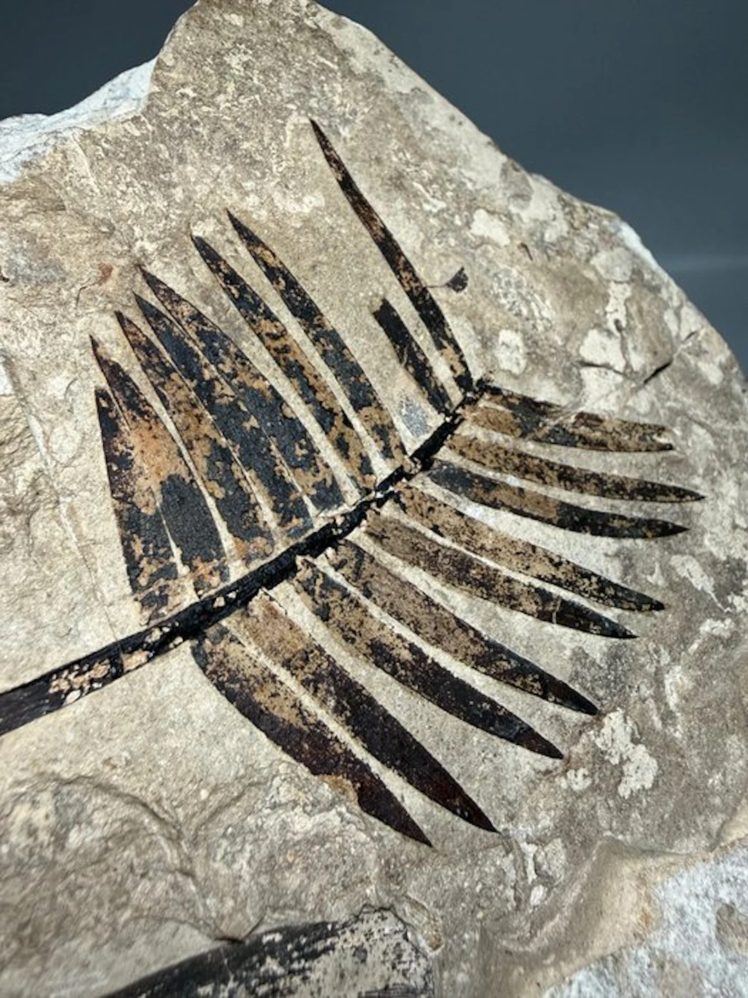 Exceptional Late Jurassic Fossil Cycad Leaf - Fossilised plant - Zamites