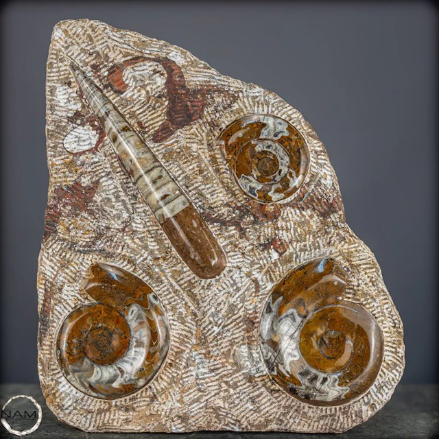 Natural Orthoceras Fossils – Paleontological Treasures a...