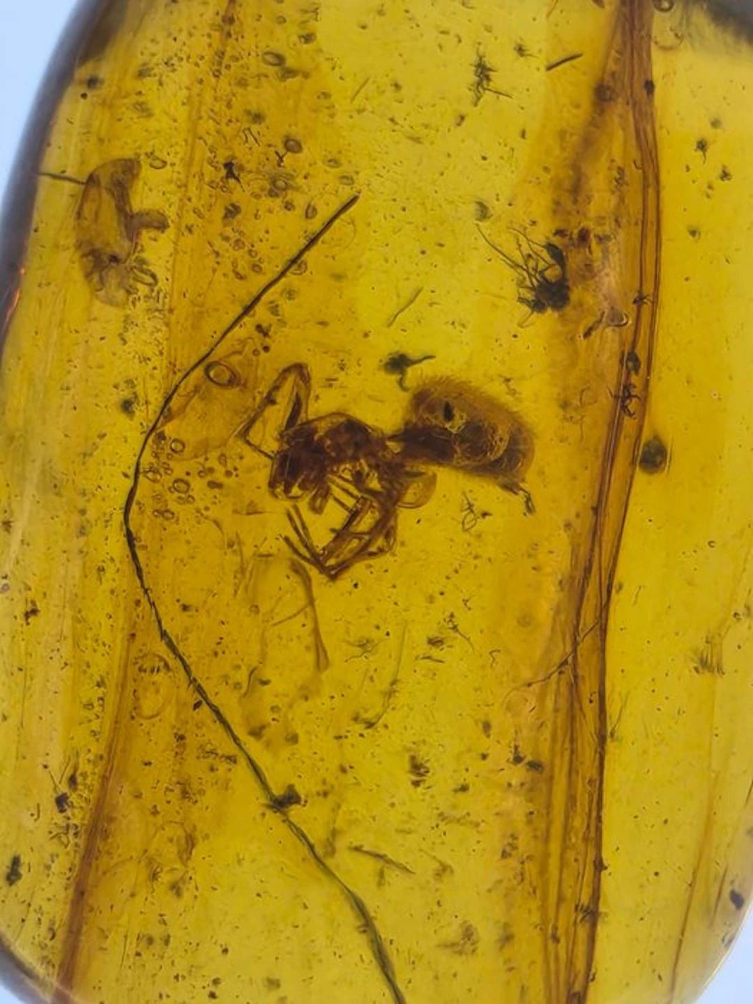 Burmese amber - Amber - Burmese Amber with Large Fossil...
