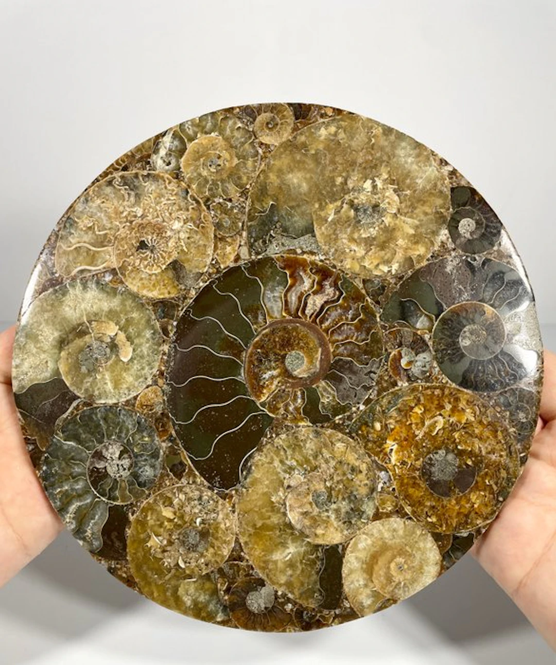 Polished Ammonite Fossil Mosaic Disc | Ø 19.7 cm with...