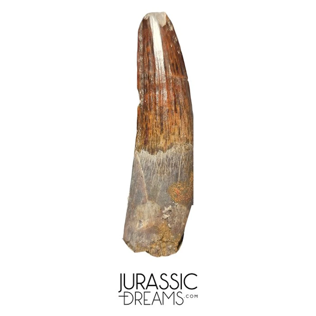 Nicely Preserved 6,8 cm Partially Rooted Spinosaurus...