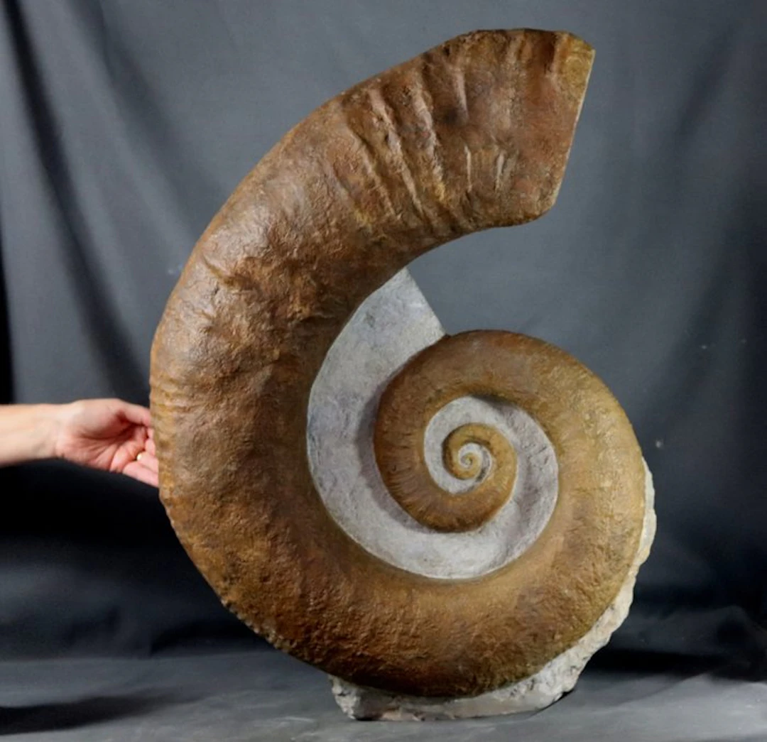 Huge and Fine Ammonite 67 cm !! Uncoiled specimen...