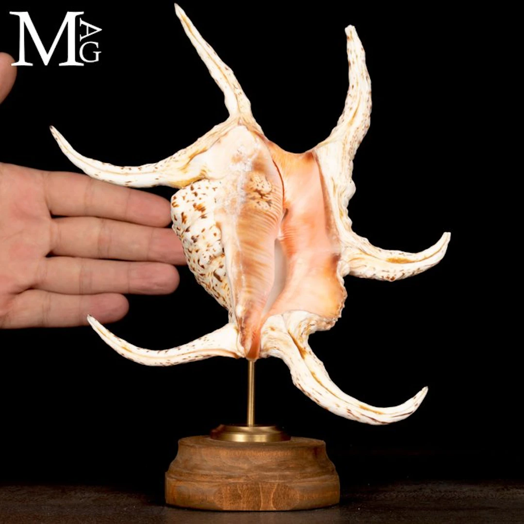 Harpago Chiragra Shell Indo-Pacific 'Spider Conch' on a...