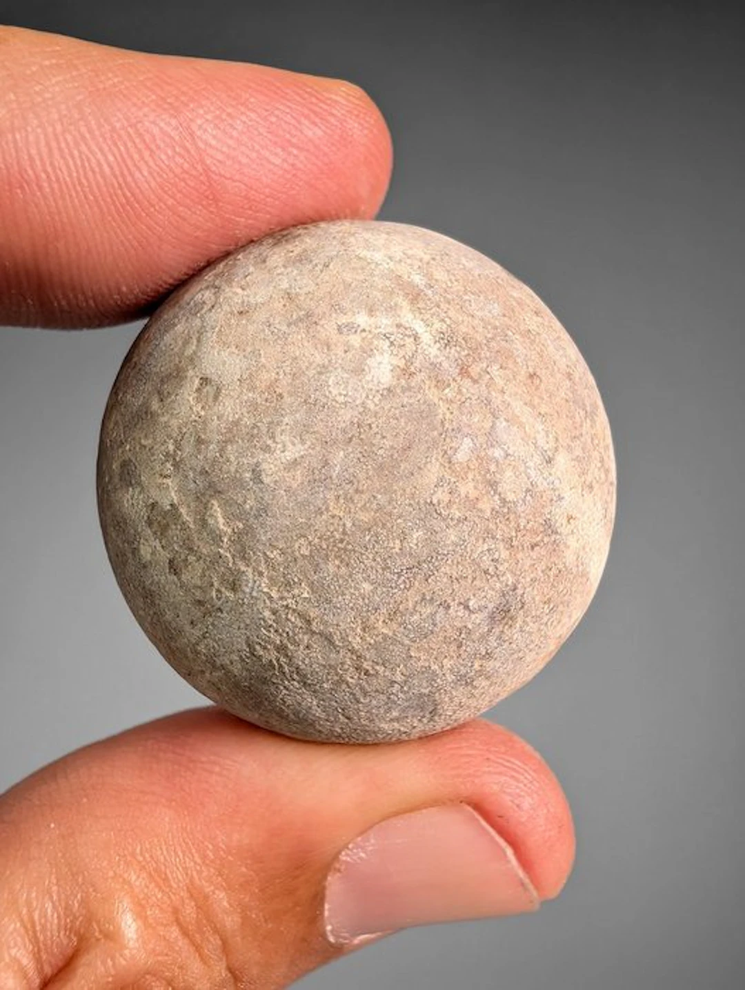Sea turtle egg - Fossilised egg - Panchelonioidea sp