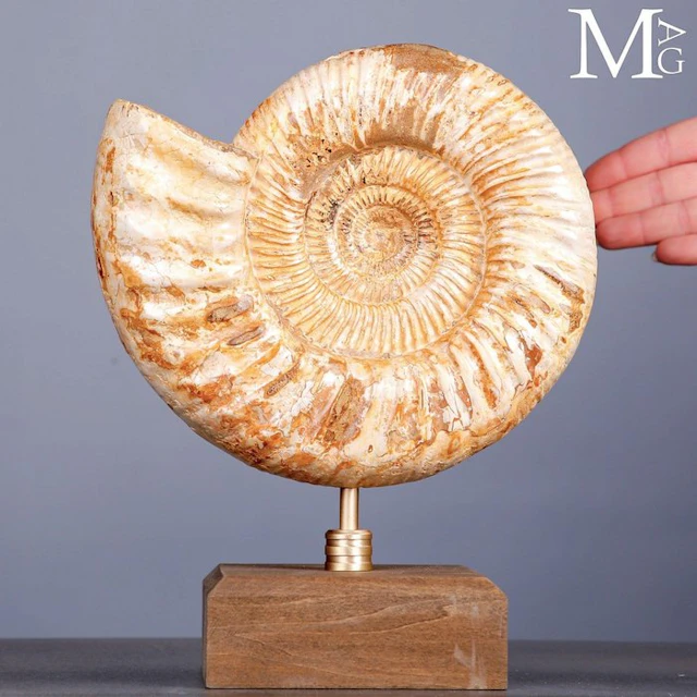 First Quality Fossil Specimen - Perisphinctes Ammonite...