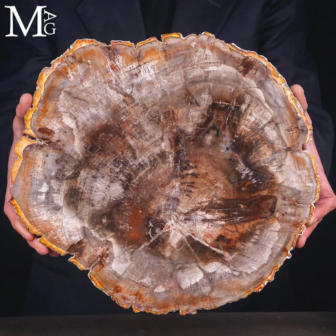 Large Polished Petrified Wood Slice with Incredibly...