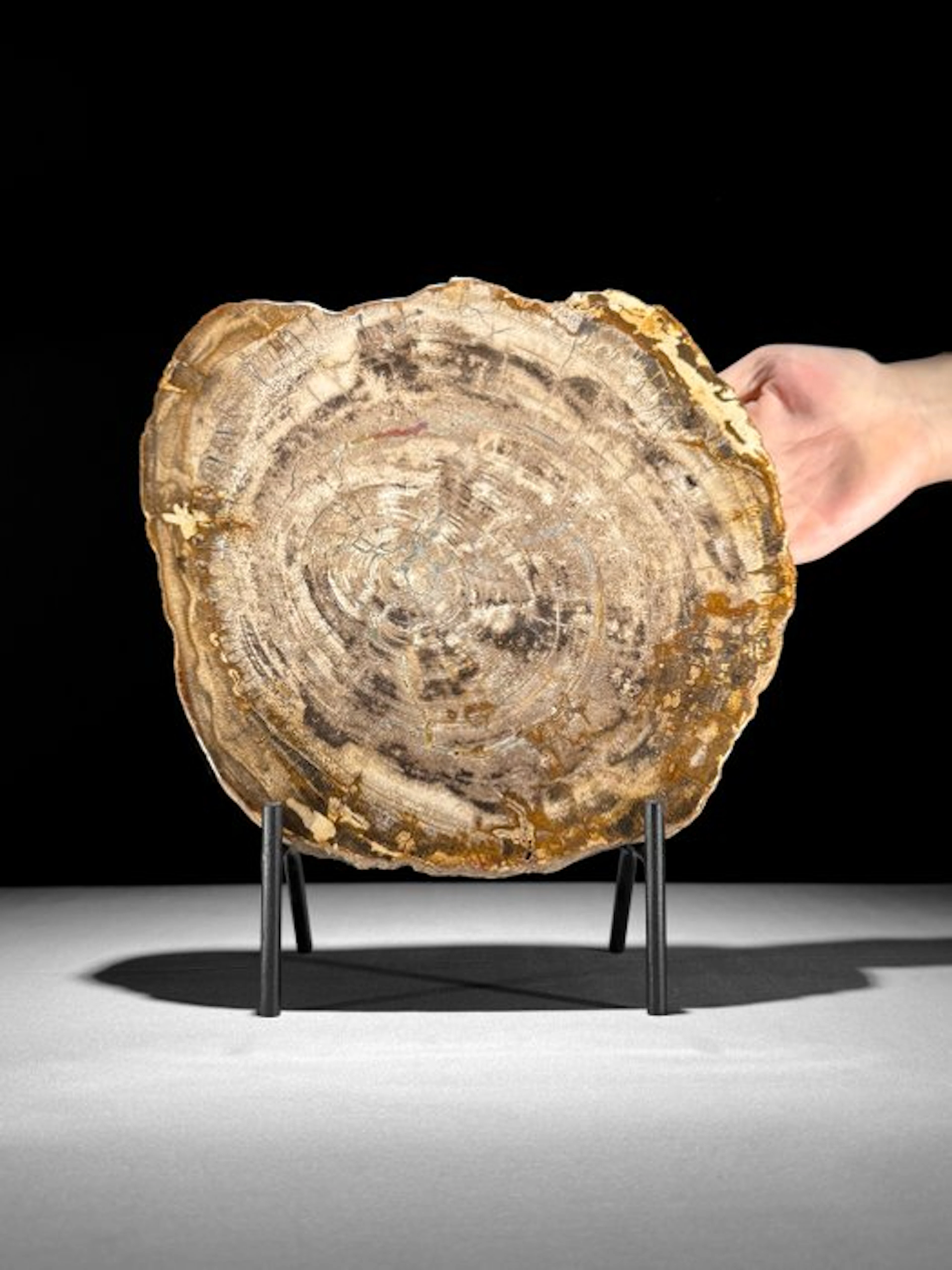 Stunning Slice of Petrified Wood on a custom stand...