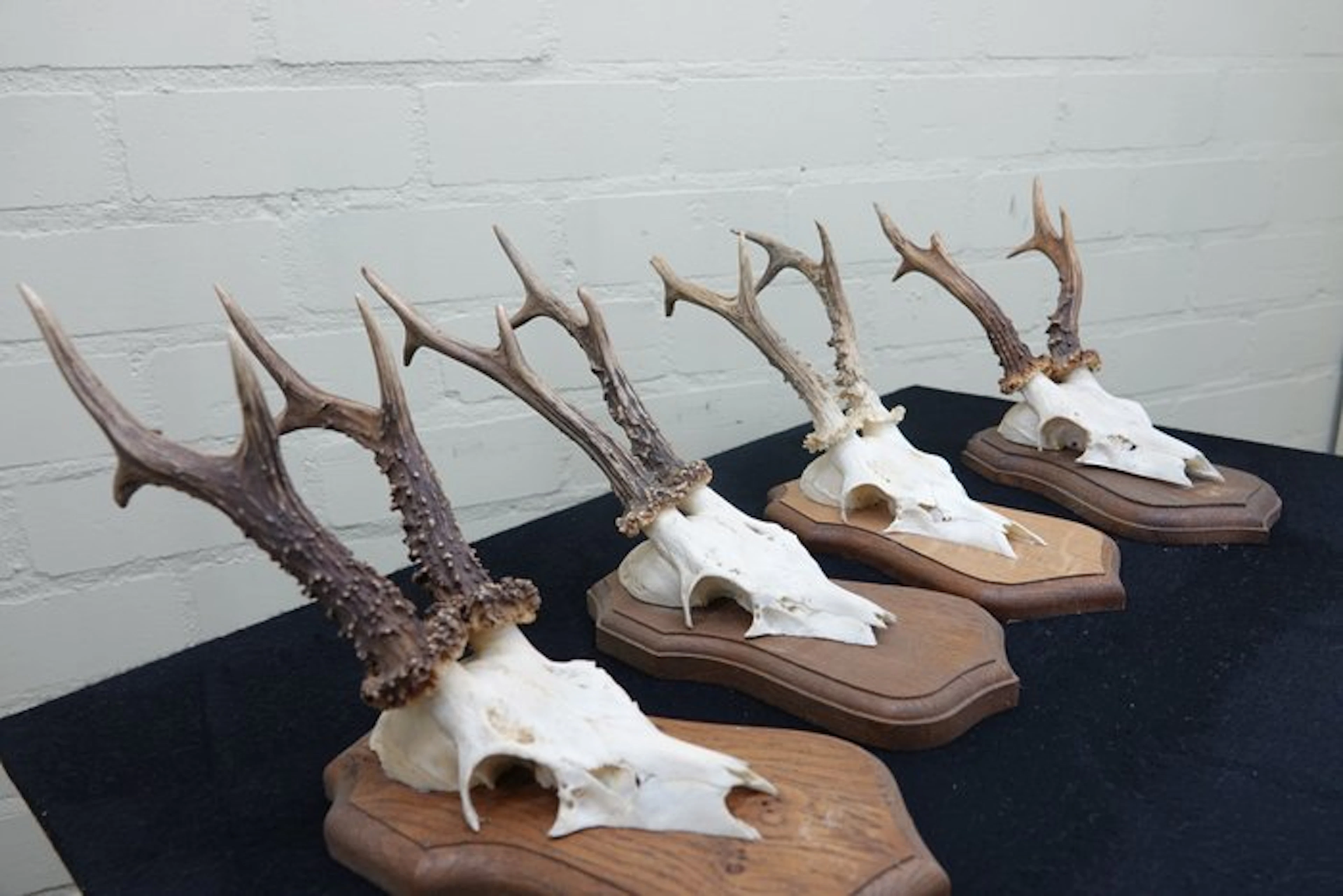 XL Roebuck Skull - Capreolus capreolus - 0 cm - 0 cm - 0...
