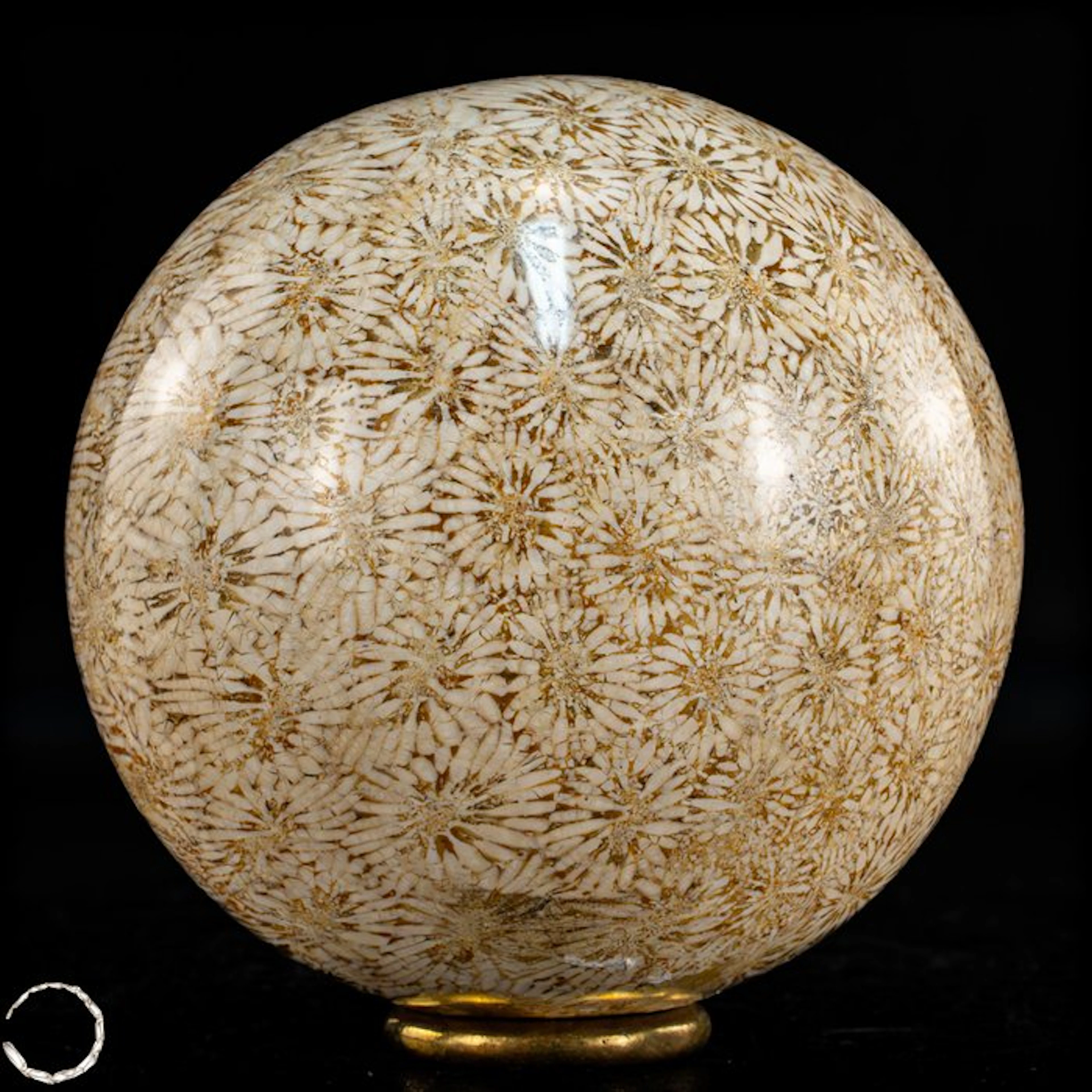 Very rare fossil coral ball – Petrified masterpiece of...