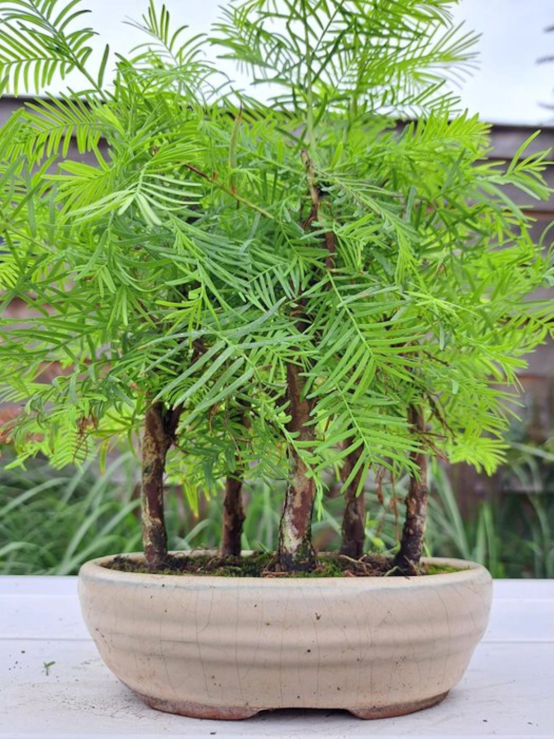 Metasequoia grove in a bonsai pot - Height (Tree): 27 cm...