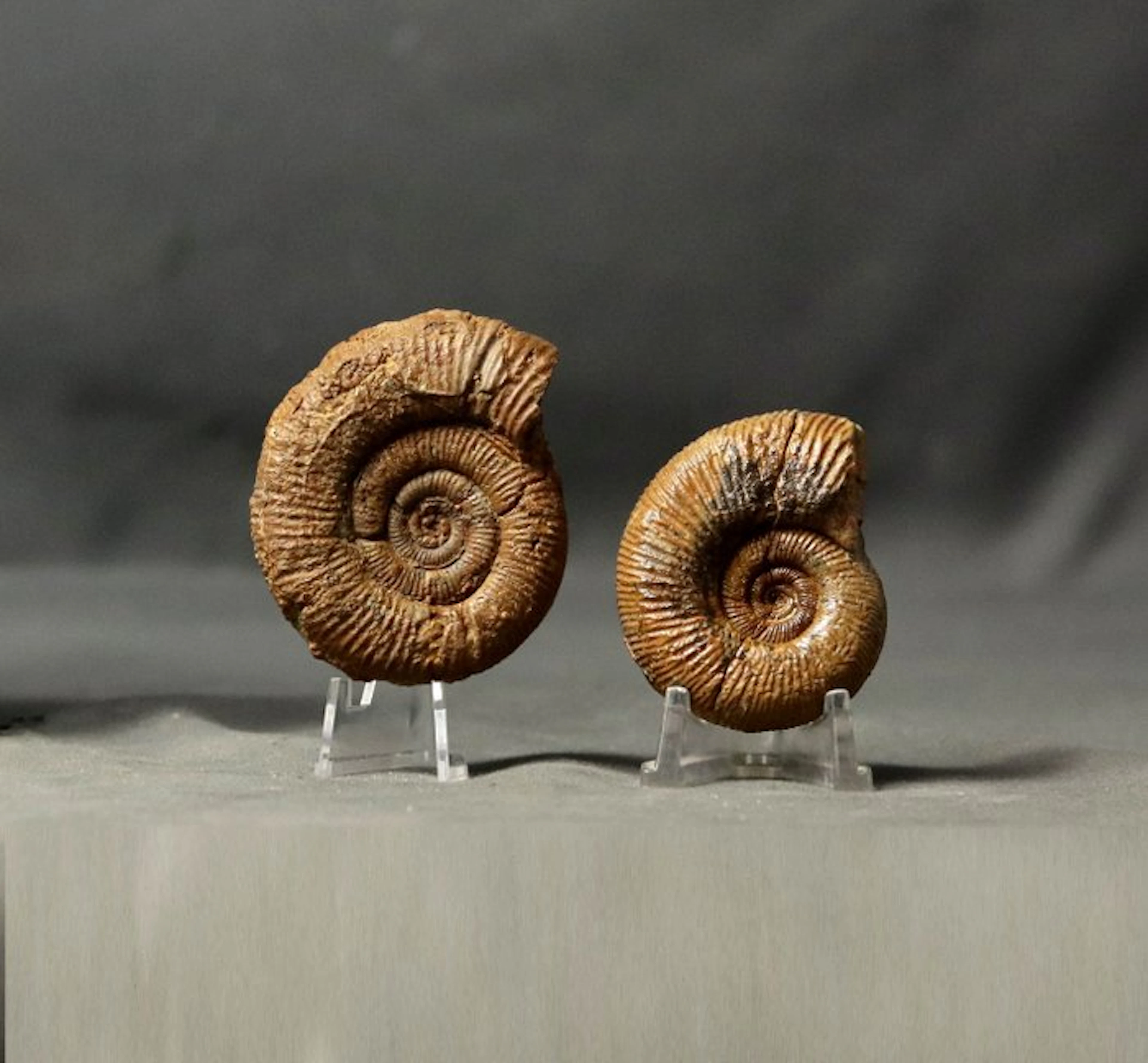Lot of 2 fine ammonites - Fossilised animal...