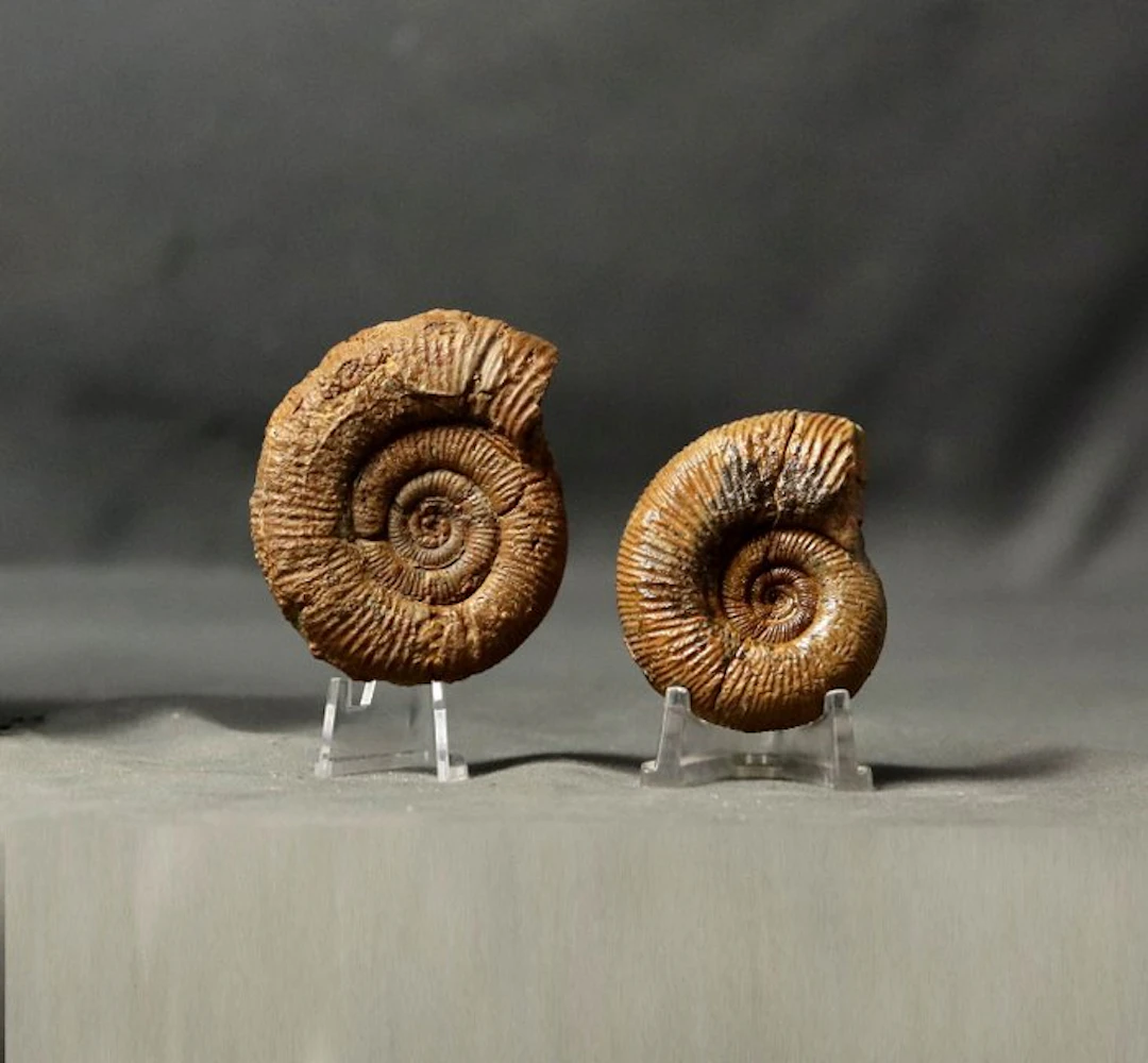 Lot of 2 fine ammonites - Fossilised animal...